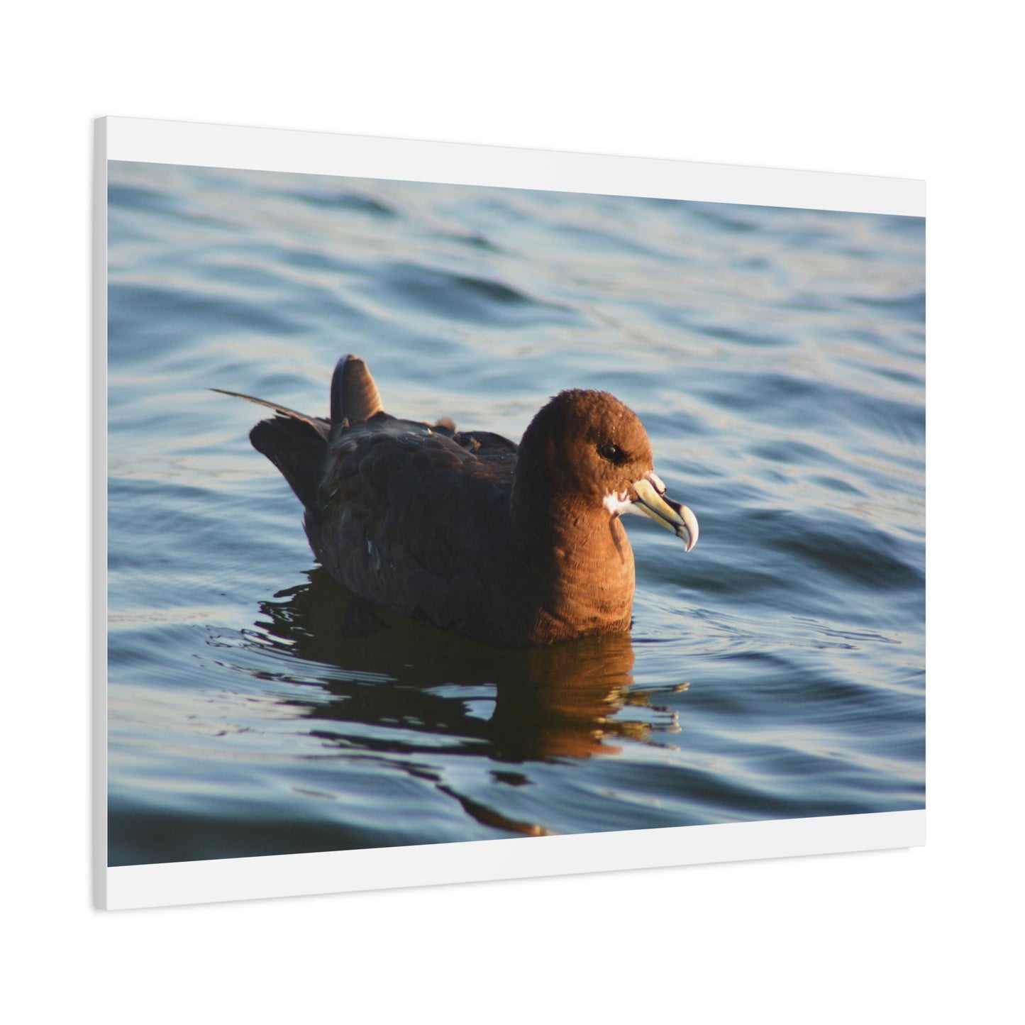 Bird Art Wall Decor, Coastal Wall Art, Ocean Decor, Nature Photography, Sea Bird Print