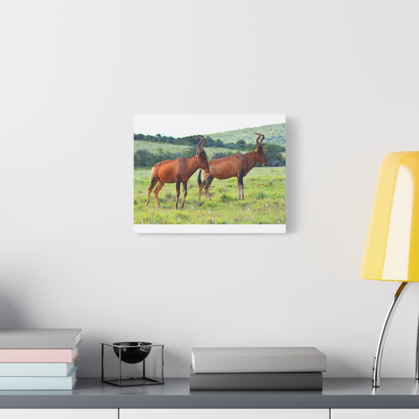 African Red Hartebeest - Canvas Print