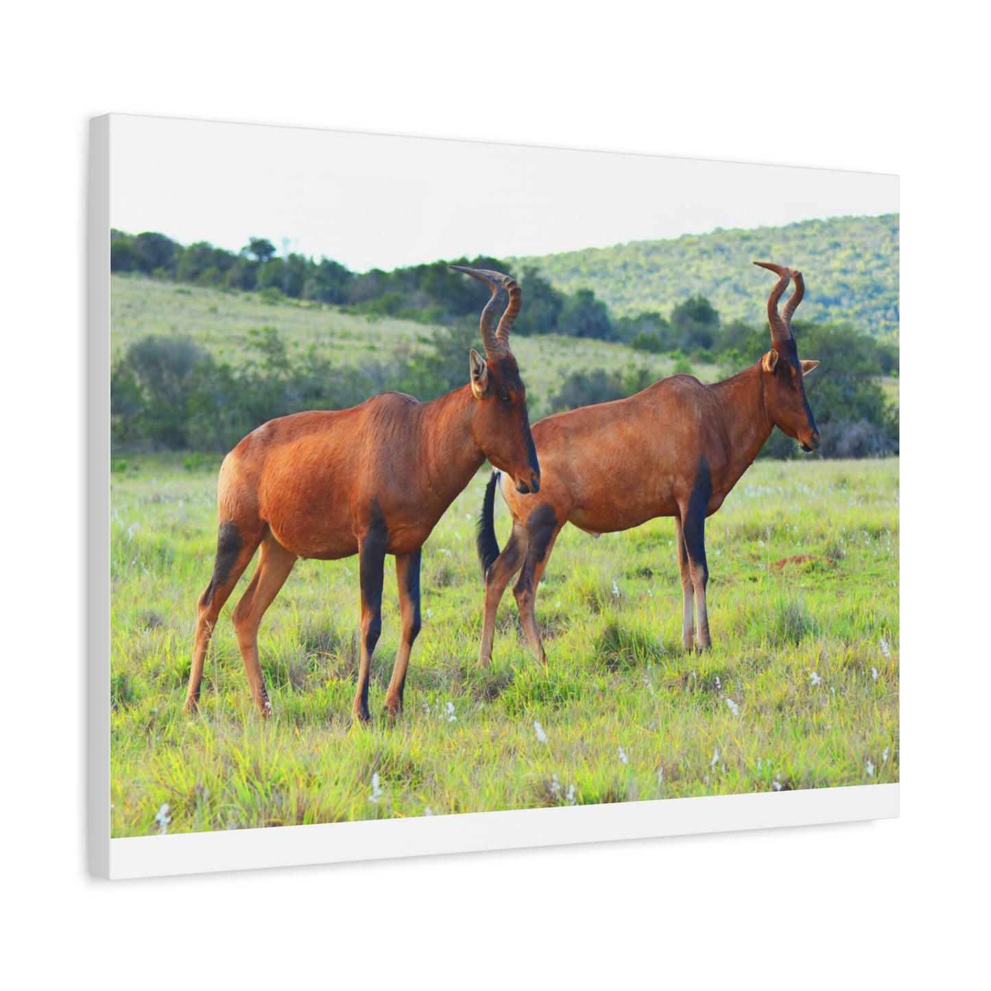 African Red Hartebeest - Canvas Print
