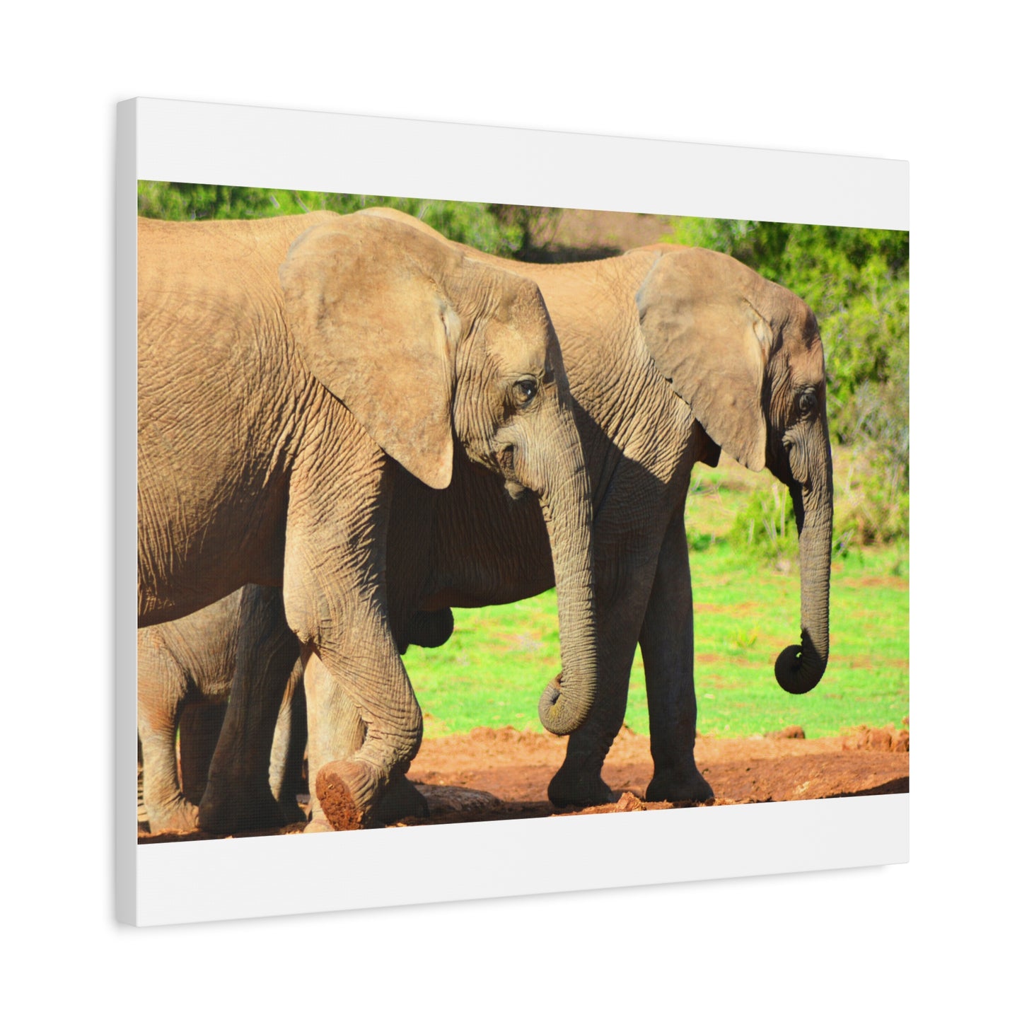 African Elephants - Canvas Print