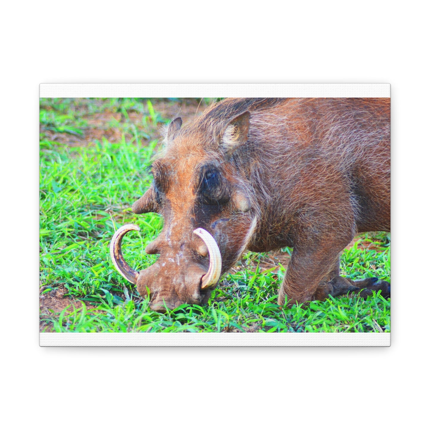 African Warthog Eating - Canvas Print