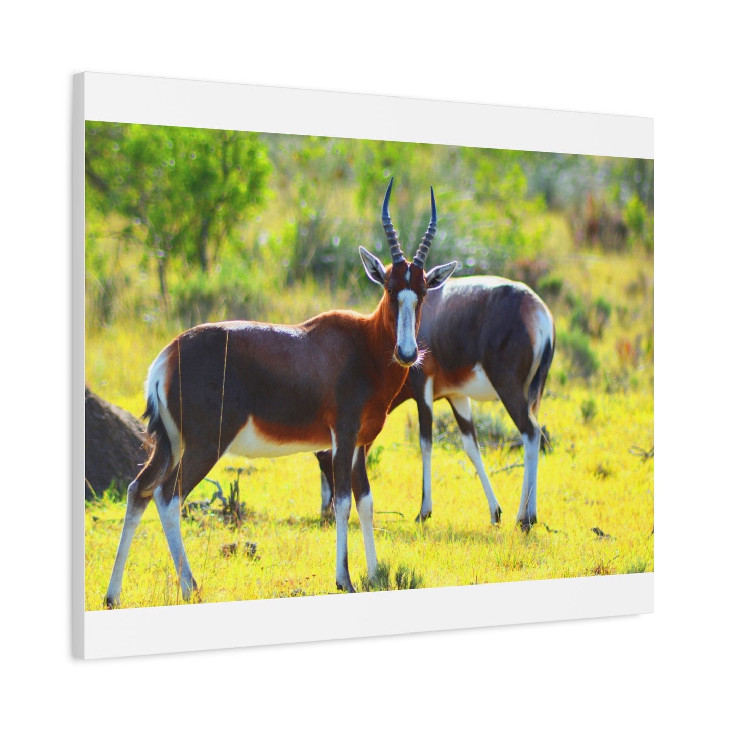 Blesbok in Africa - Canvas Print