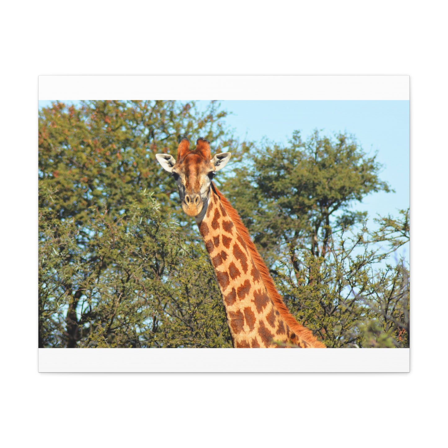 Elegant Giraffe Canvas