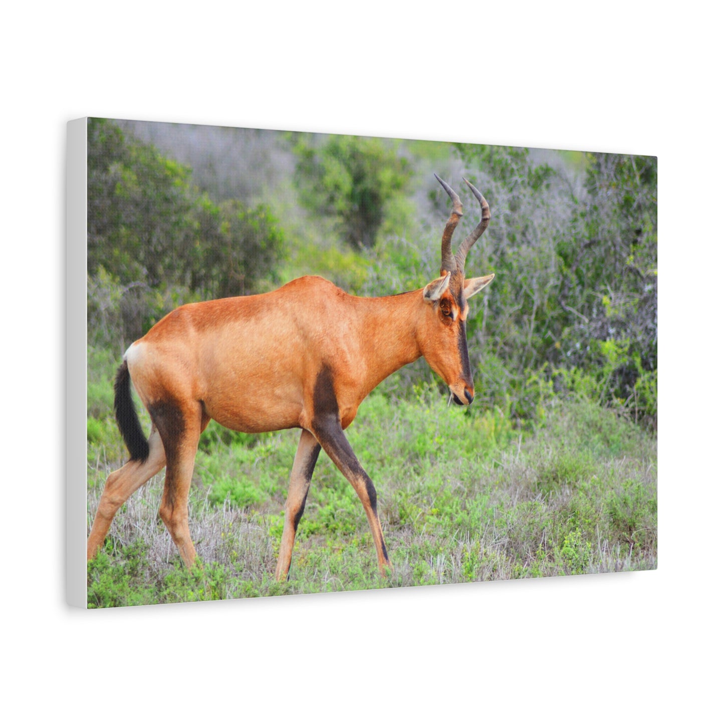 Red Hartebeest - Canvas Print