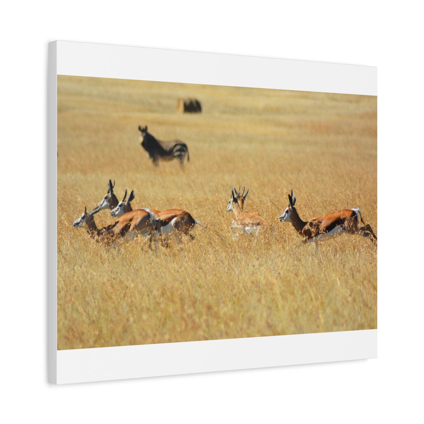 Springbok Herd in African Savannah