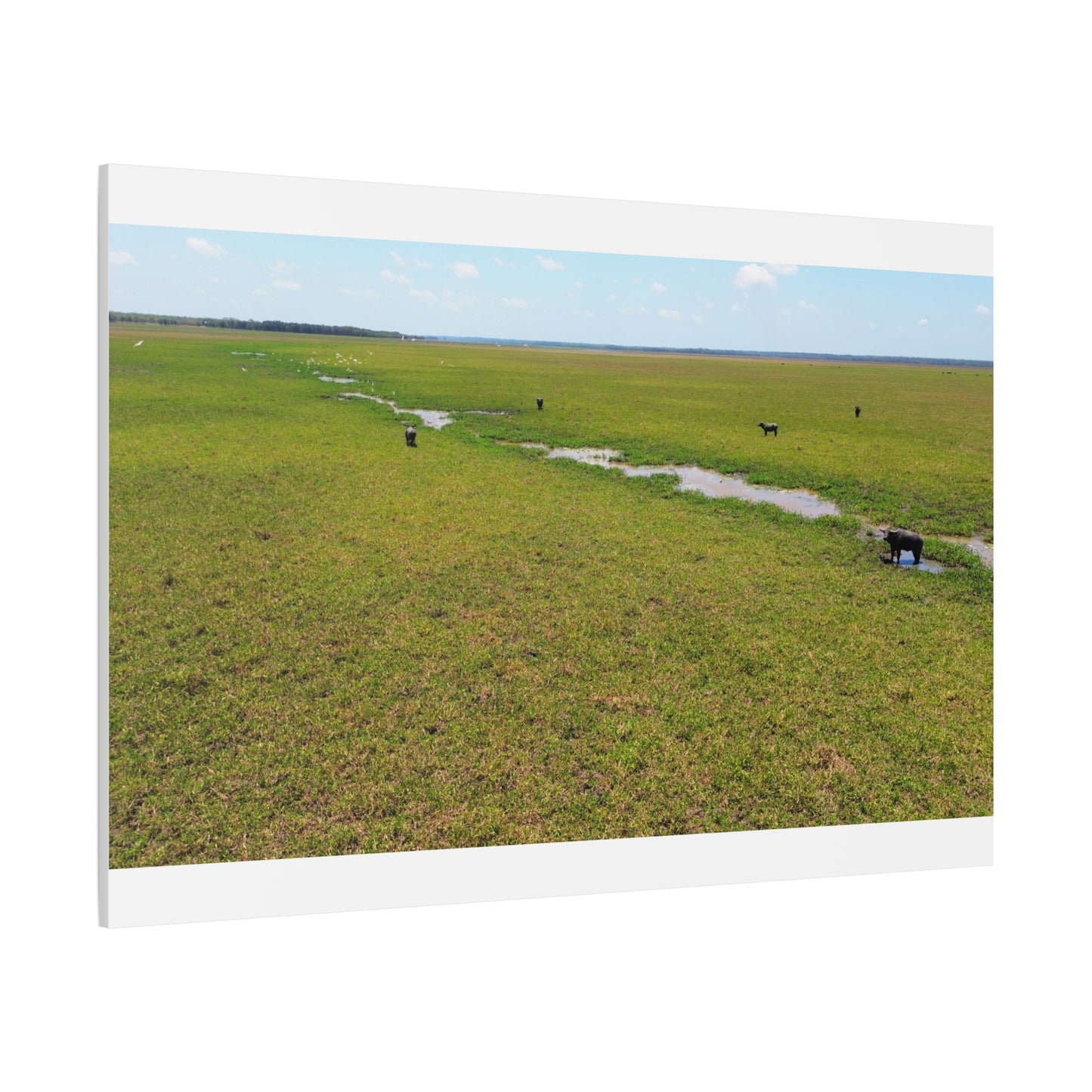 Asiatic Water Buffalo Australian Outback - Canvas Print