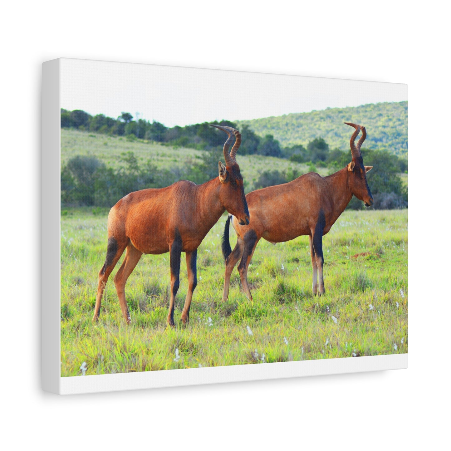 African Red Hartebeest - Canvas Print