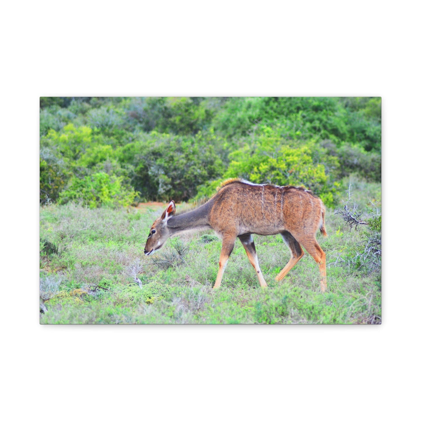 Africa Kudu Cow - Canvas Print