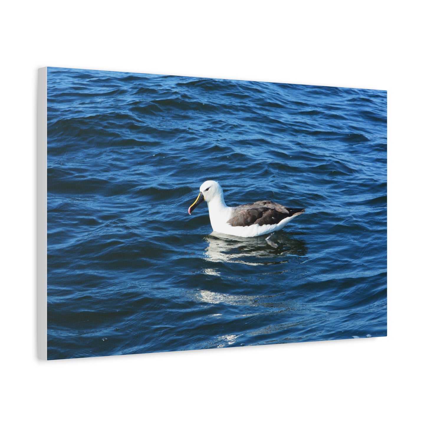 Albatross Canvas Print Sea Bird