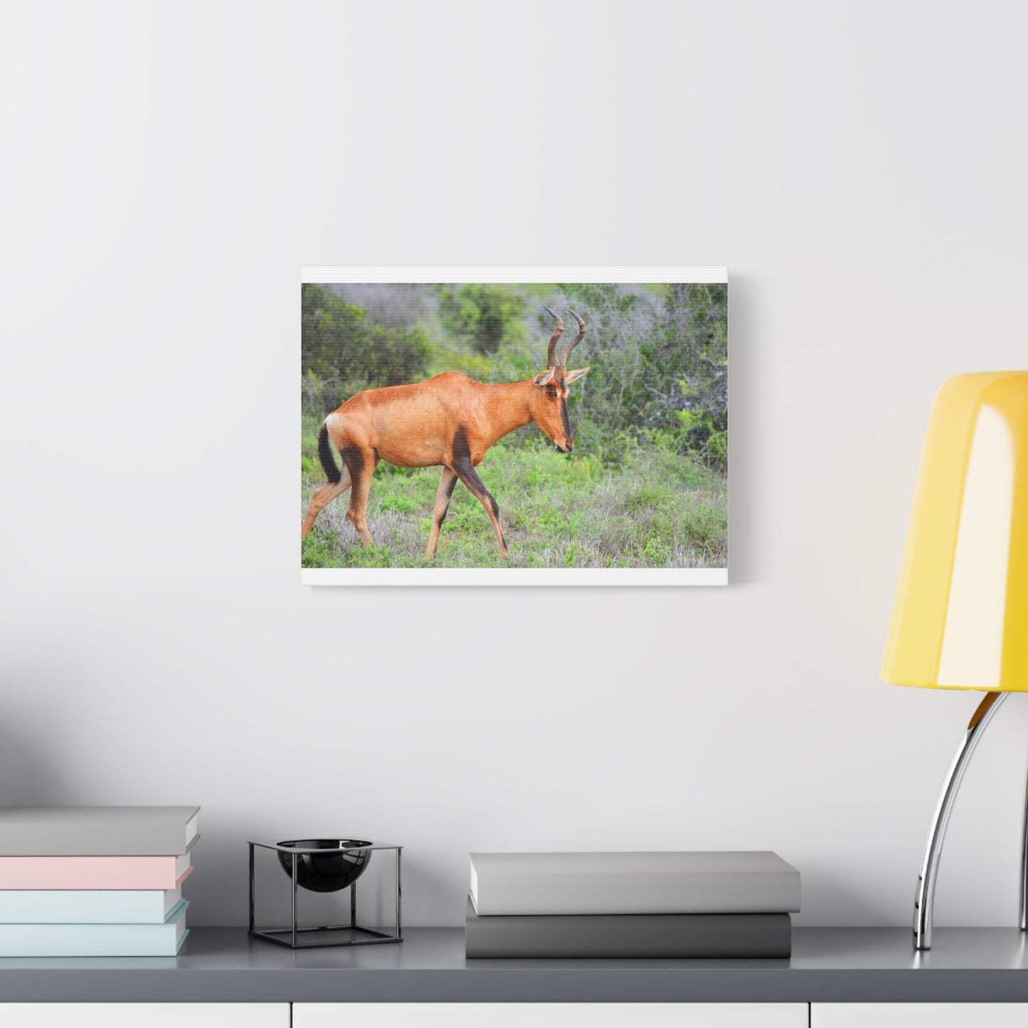 Red Hartebeest - Canvas Print