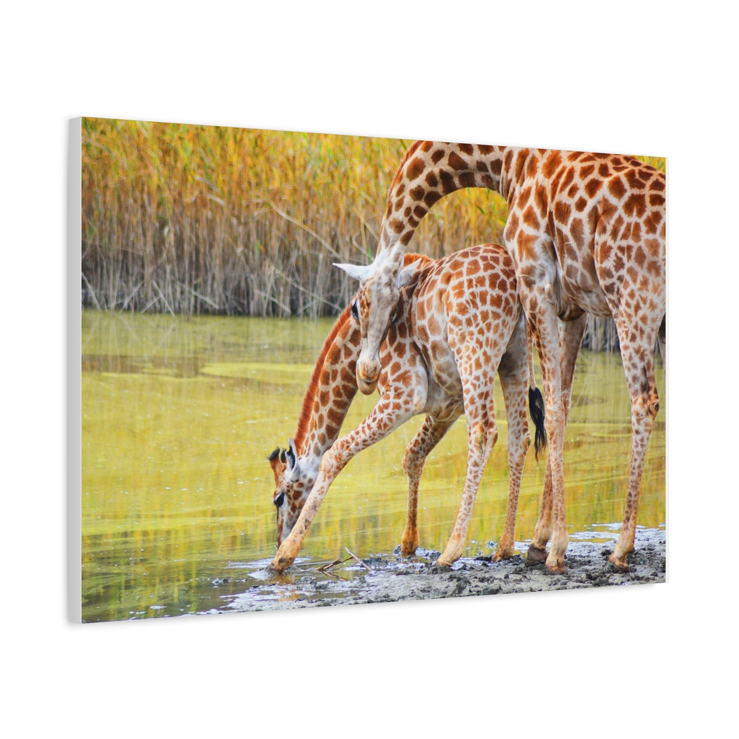 Giraffe Family Matte Canvas Wall Art, Nature Decor, Wildlife Print, Animal Lovers Gift, Nursery Decoration