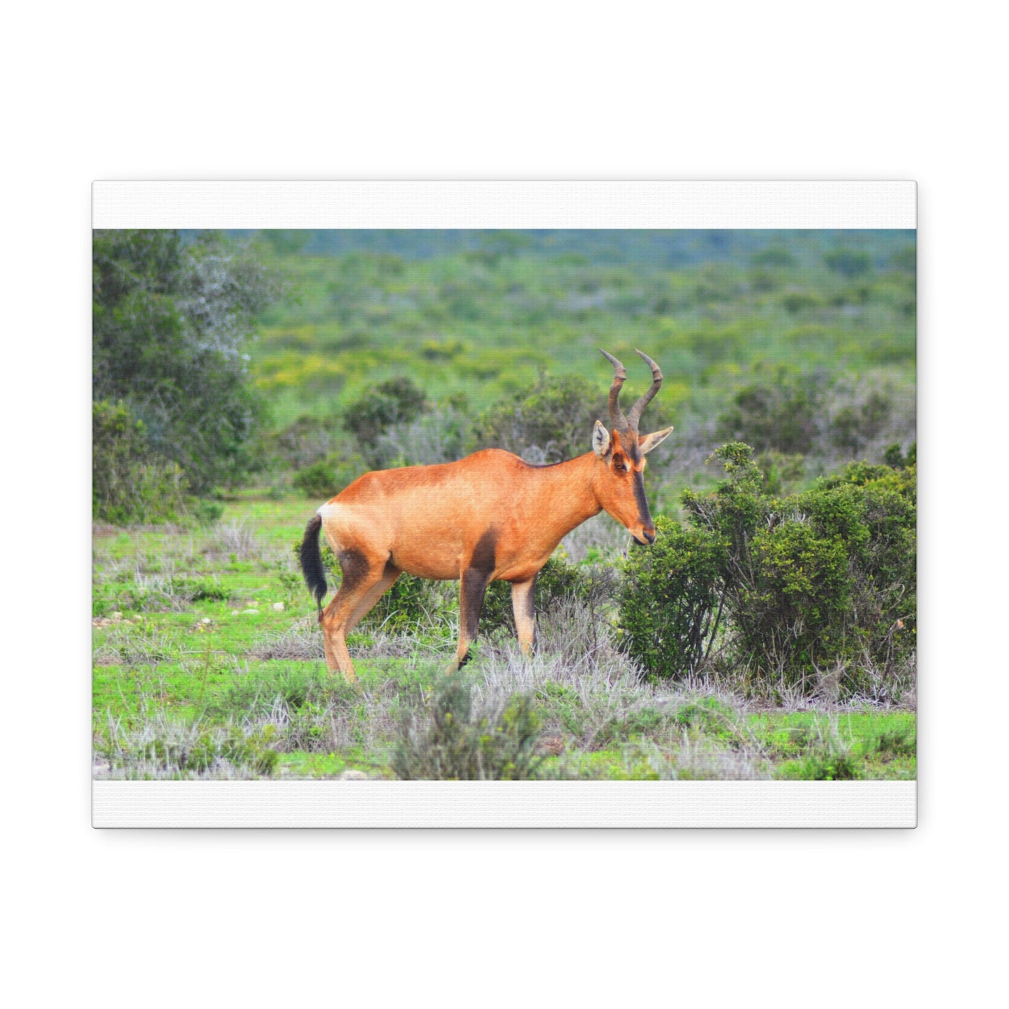 Africa Red Hartebeest - Canvas Print