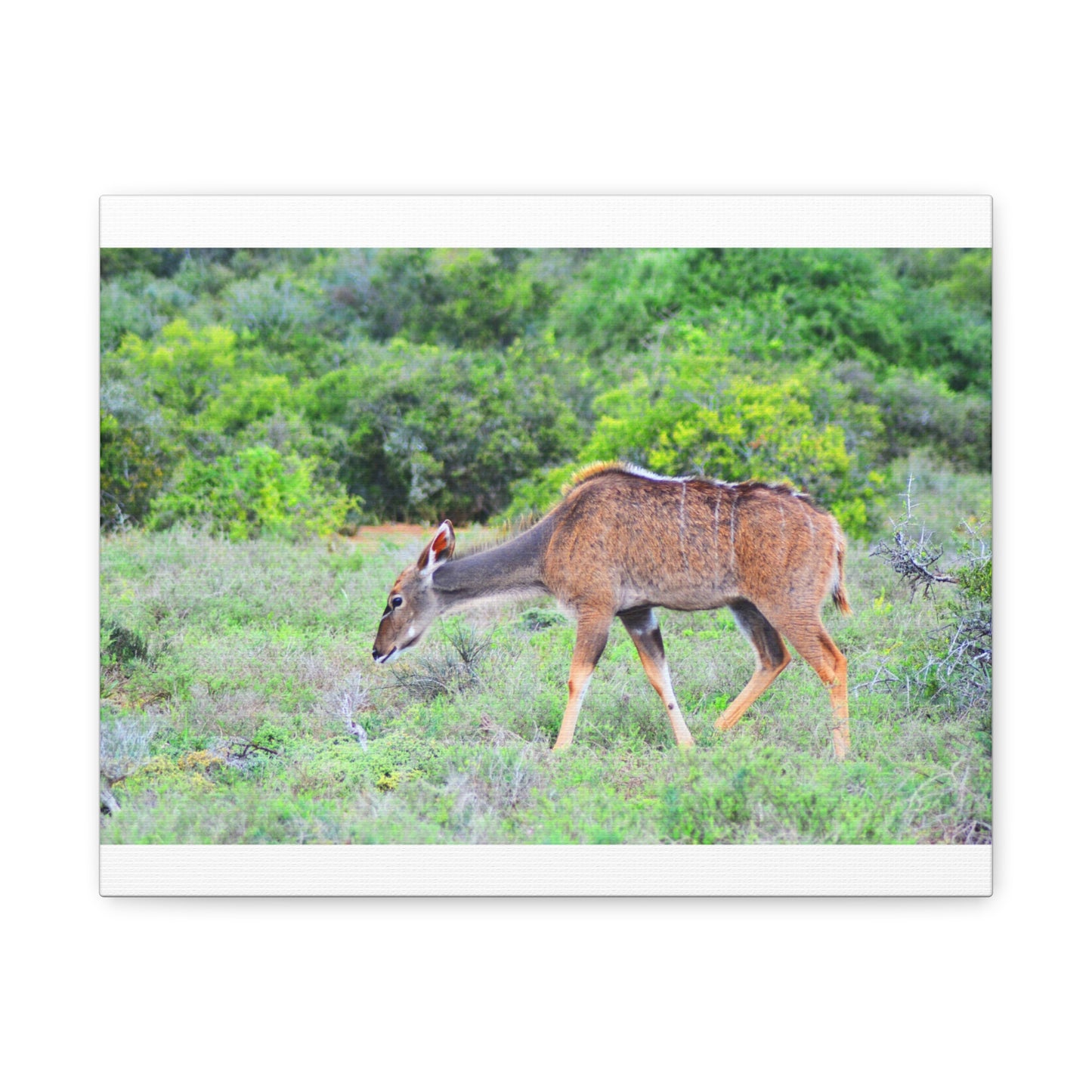 Africa Kudu Cow - Canvas Print