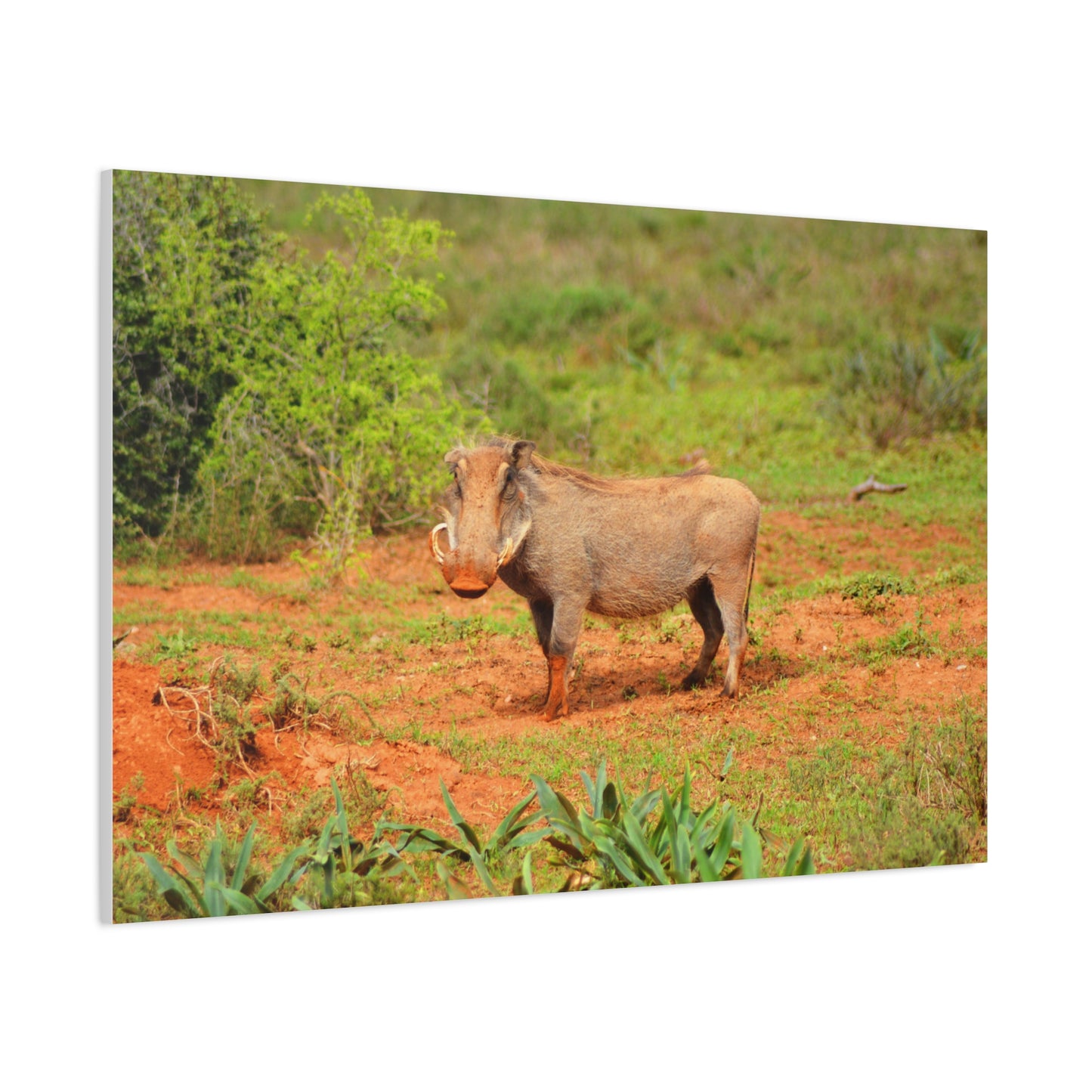 Dirty Warthog - Canvas Print