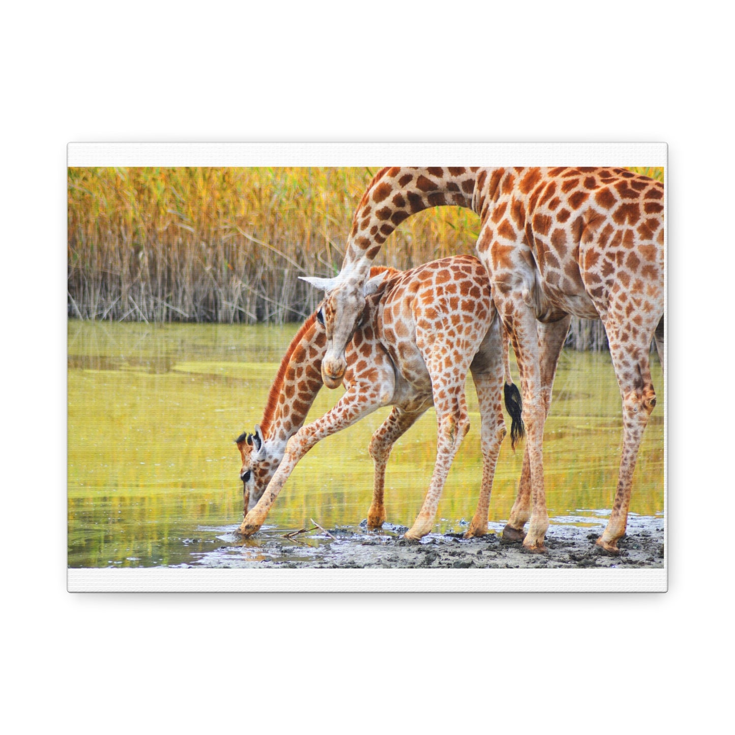 Giraffe Family Matte Canvas Wall Art, Nature Decor, Wildlife Print, Animal Lovers Gift, Nursery Decoration
