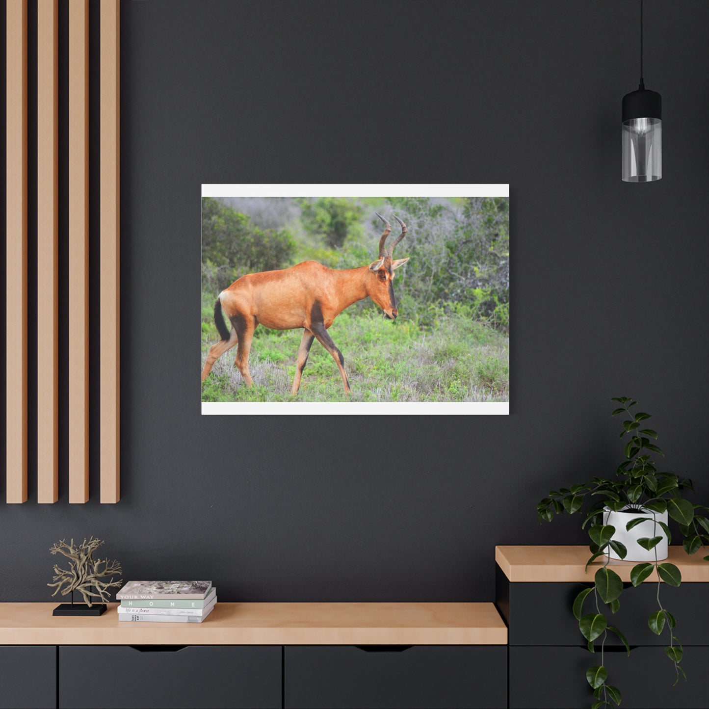 Red Hartebeest - Canvas Print