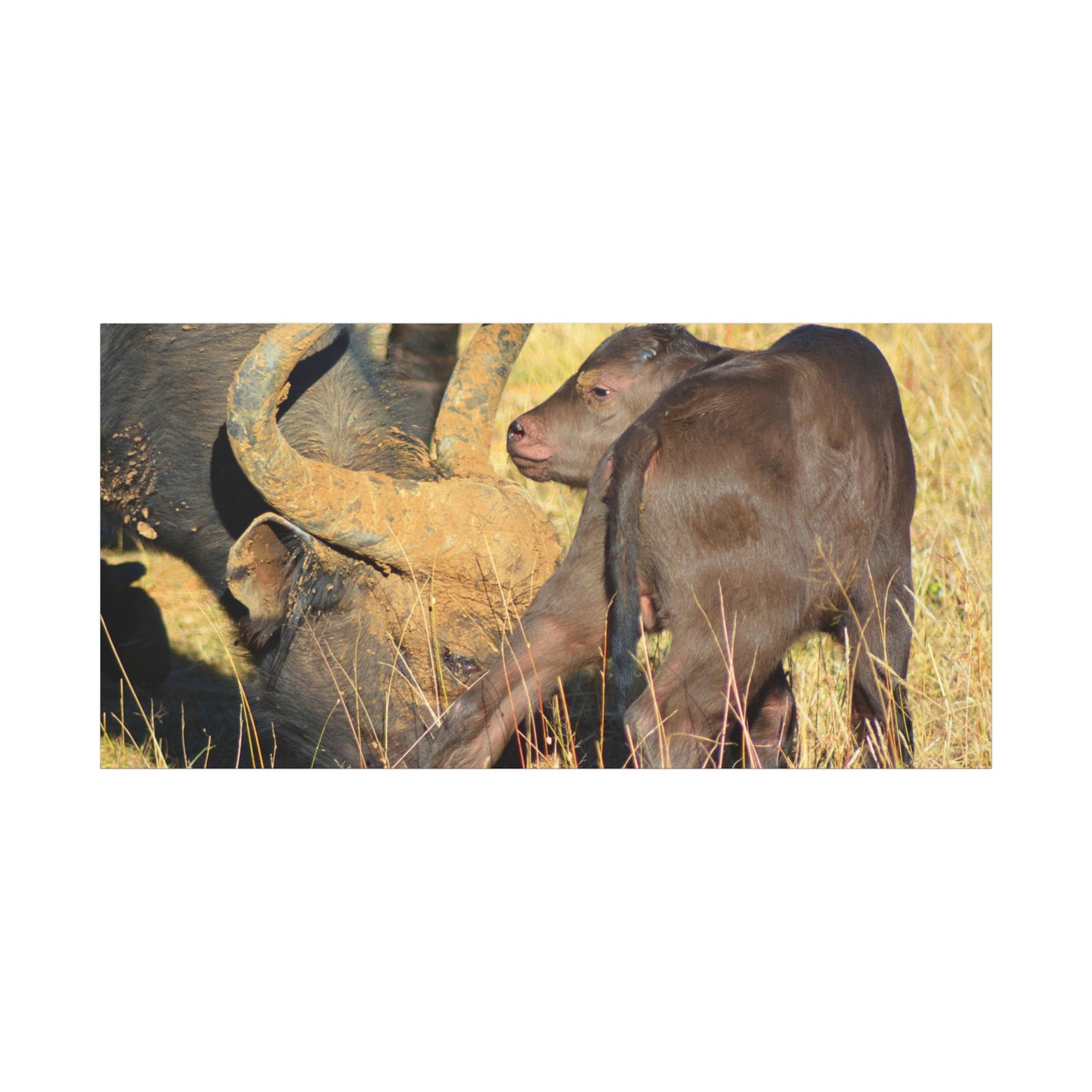 Cape Buffalo Tends to Calf