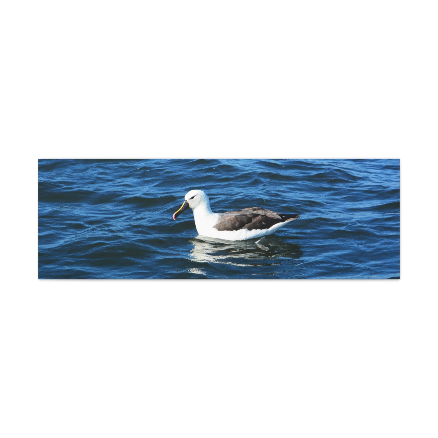 Albatross Canvas Print Sea Bird