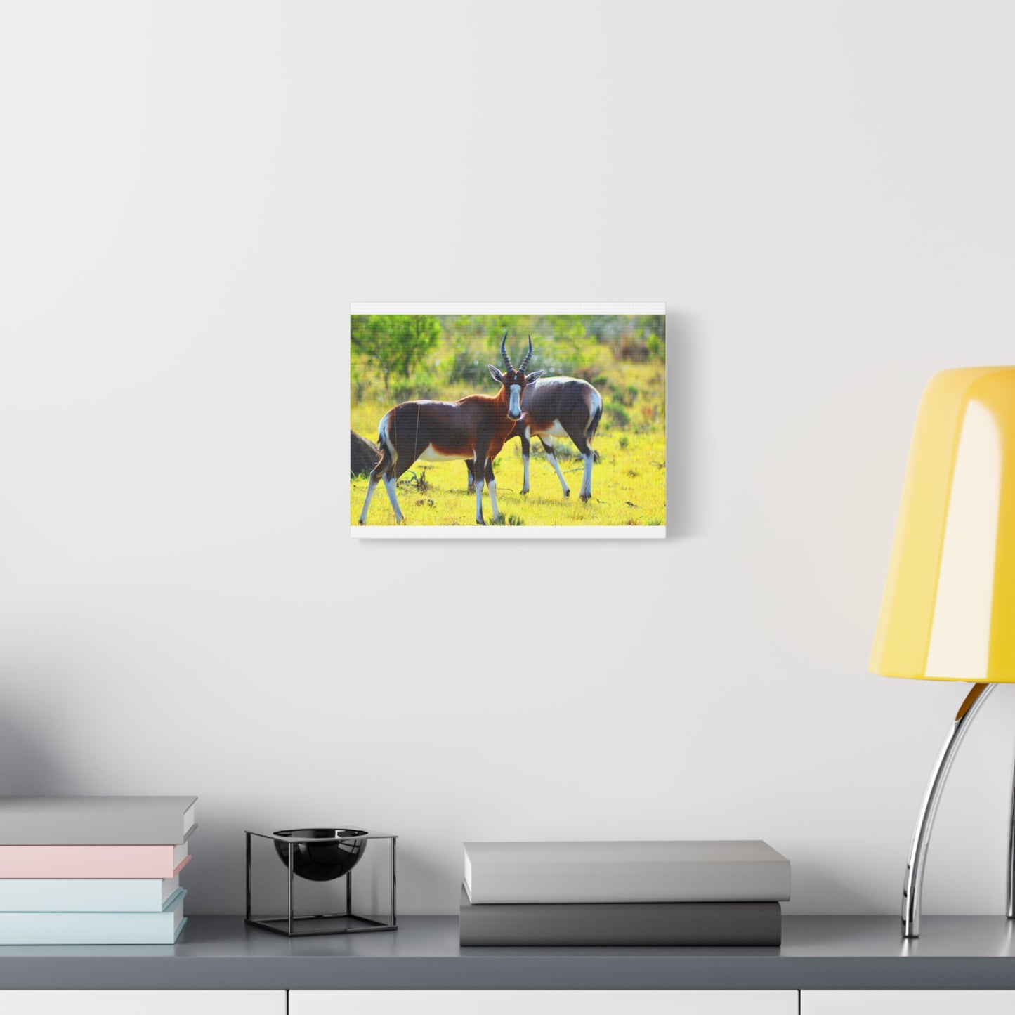 Blesbok in Africa - Canvas Print