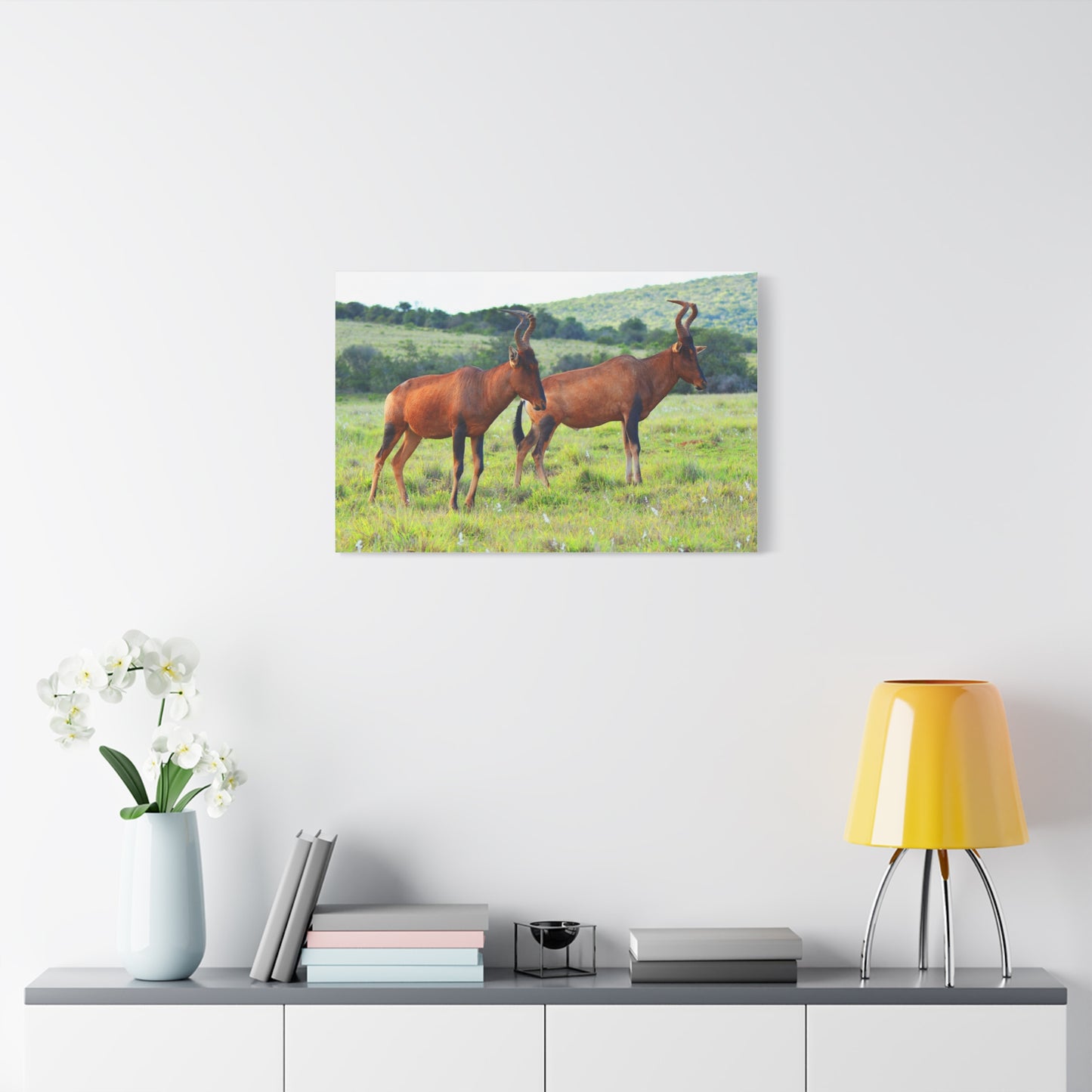 African Red Hartebeest - Canvas Print