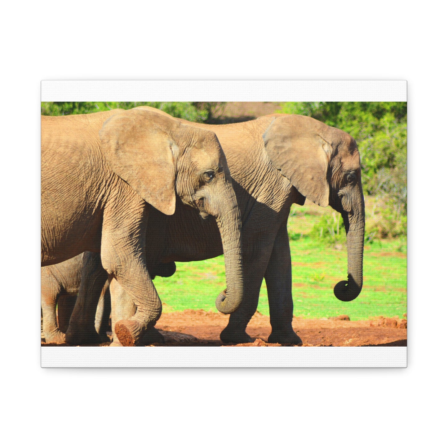 African Elephants - Canvas Print