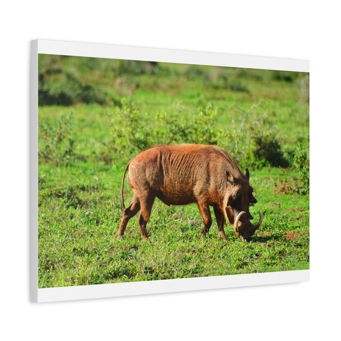 African Warthog - Canvas Print