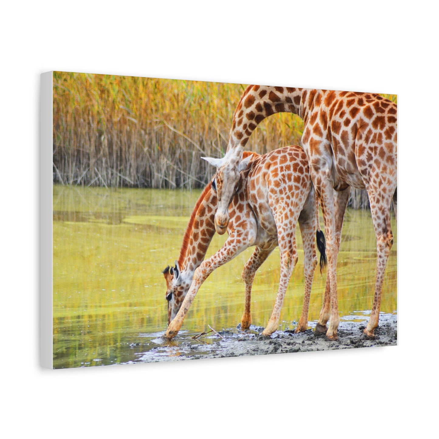 Giraffe Family Matte Canvas Wall Art, Nature Decor, Wildlife Print, Animal Lovers Gift, Nursery Decoration