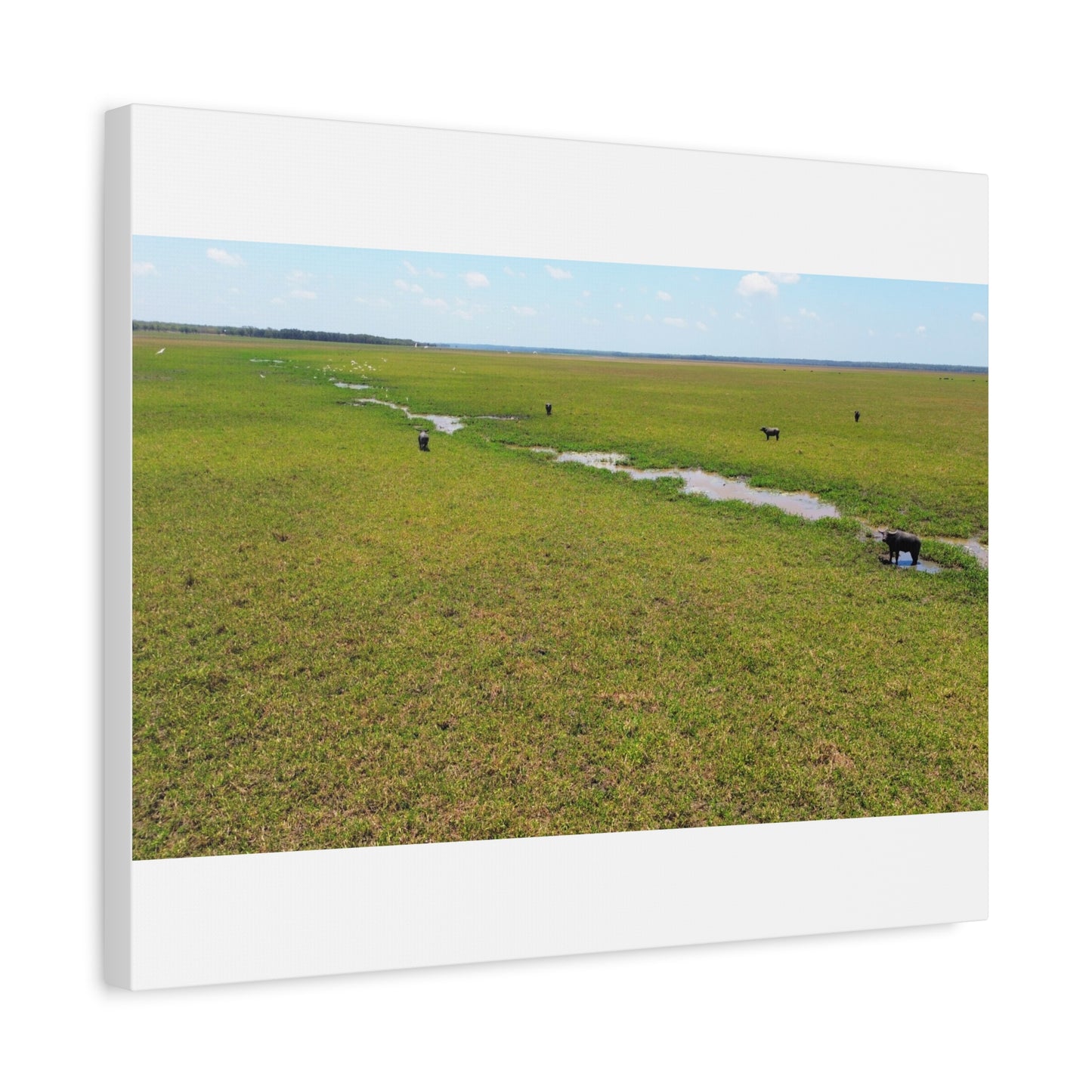 Asiatic Water Buffalo Australian Outback - Canvas Print