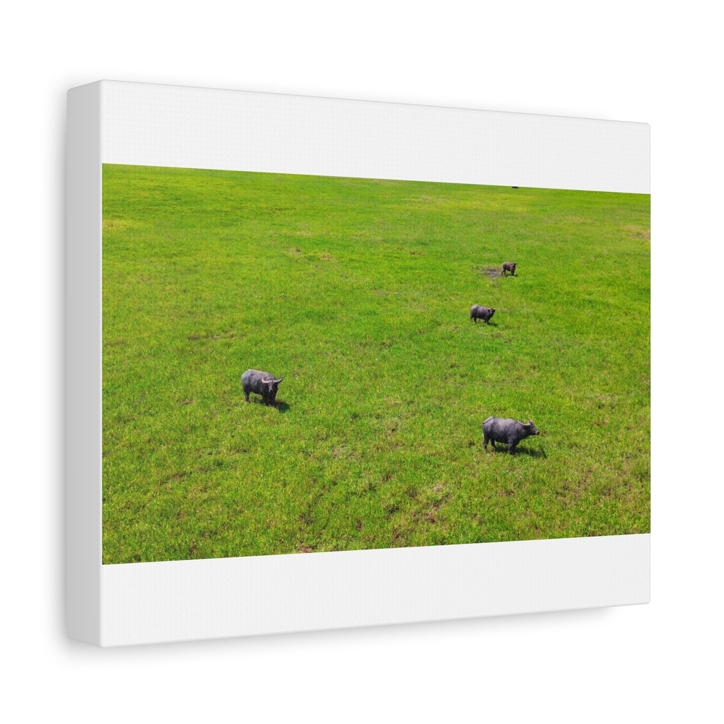Asiatic Water Buffalo - Canvas Print