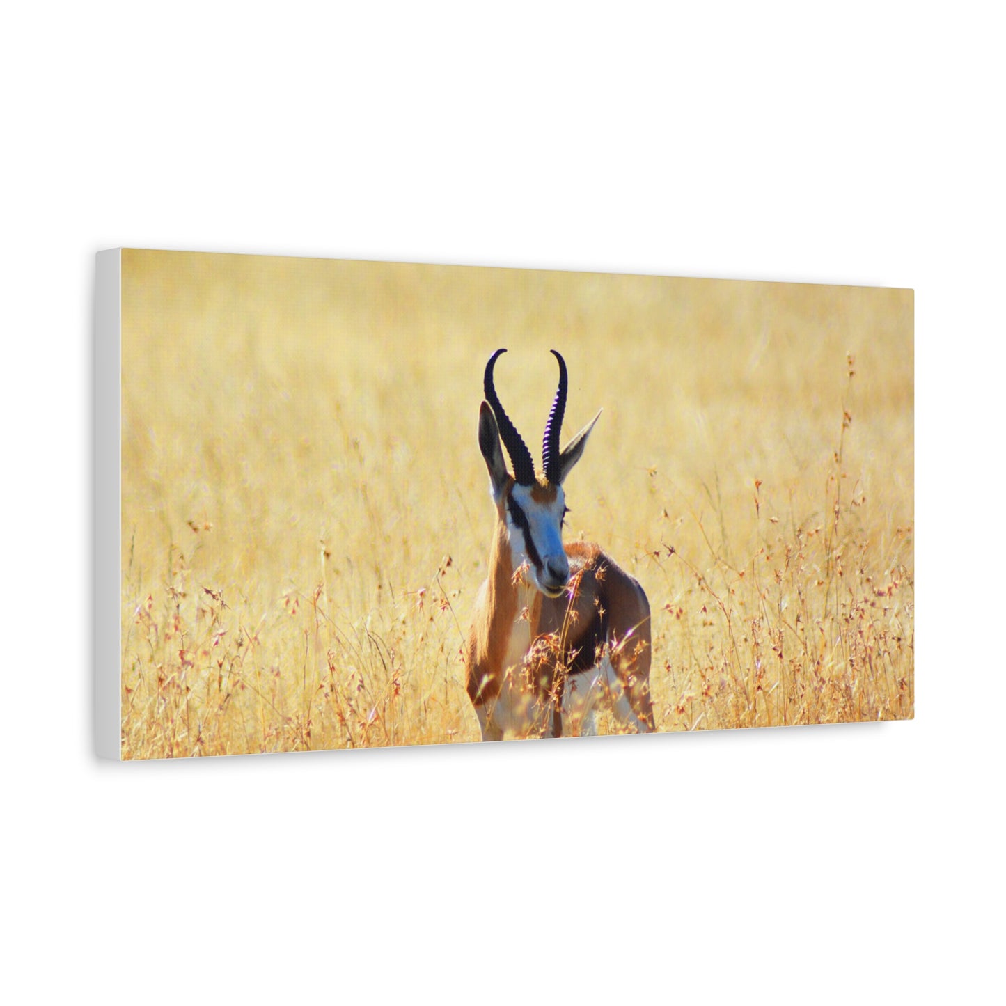 Africa Springbok