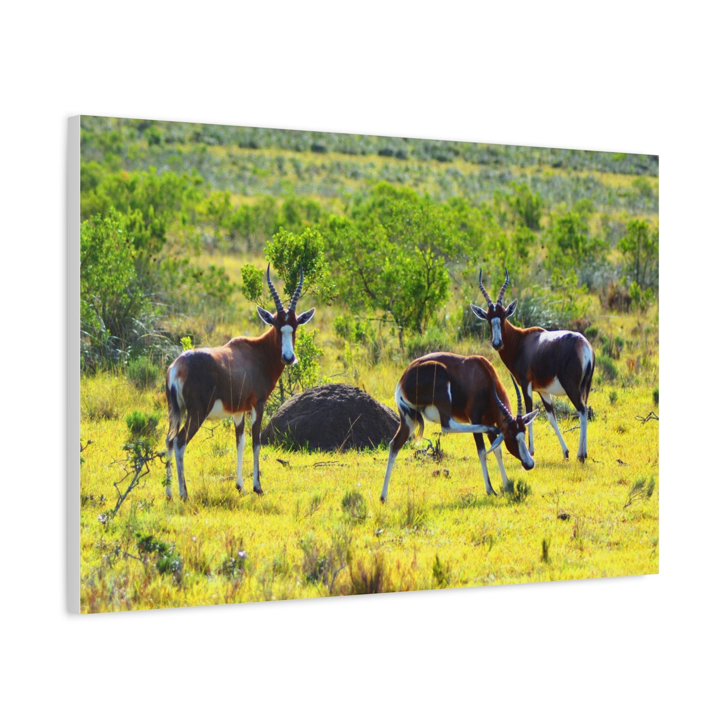 Blesbok in Africa - Canvas Print