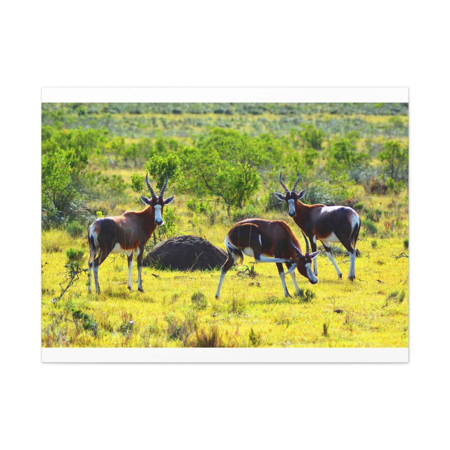 Blesbok in Africa - Canvas Print