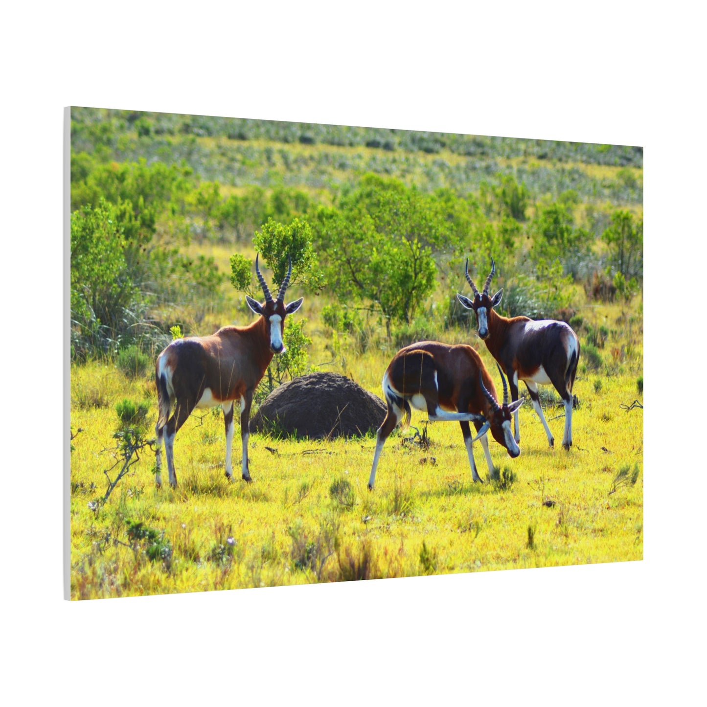 Blesbok in Africa - Canvas Print