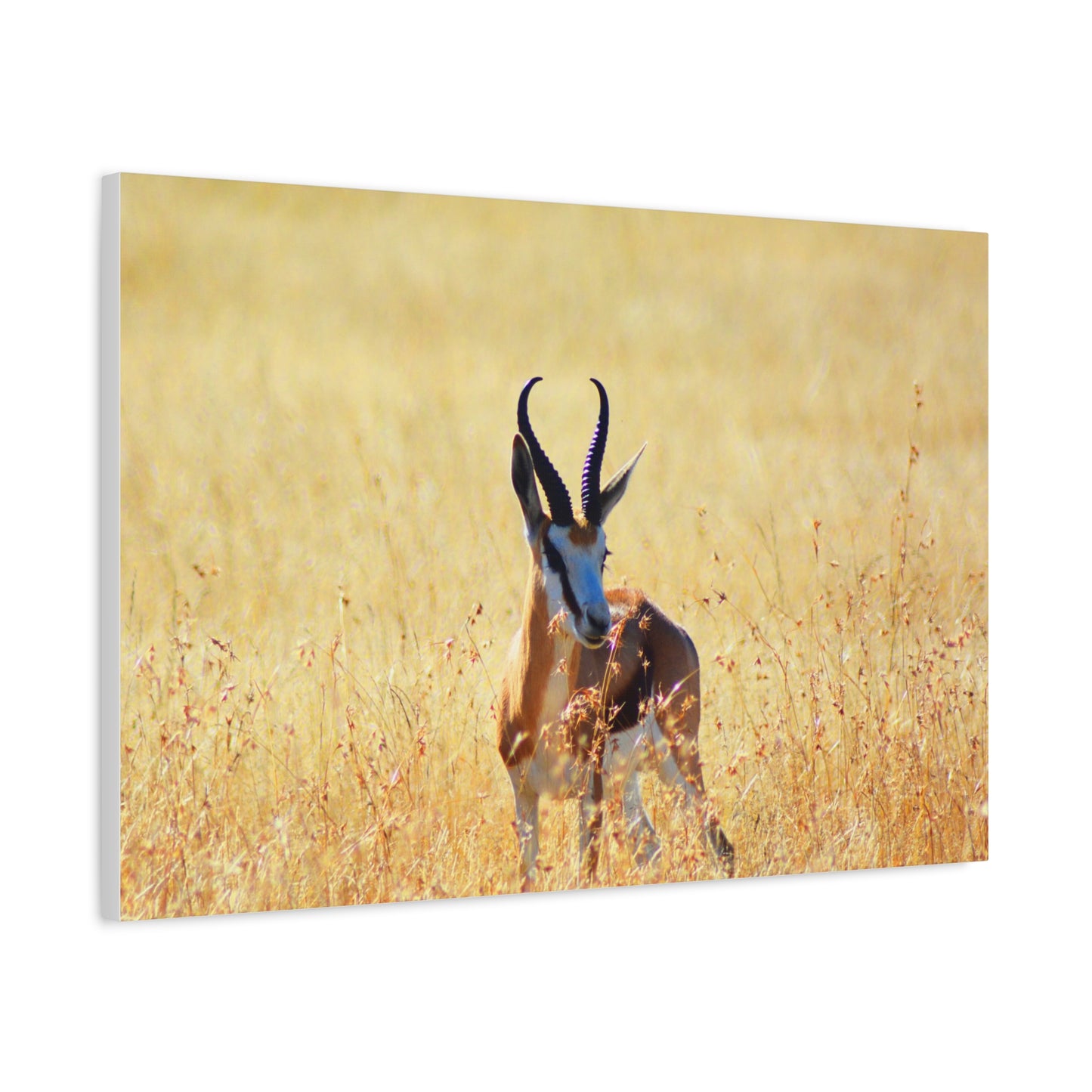 Africa Springbok