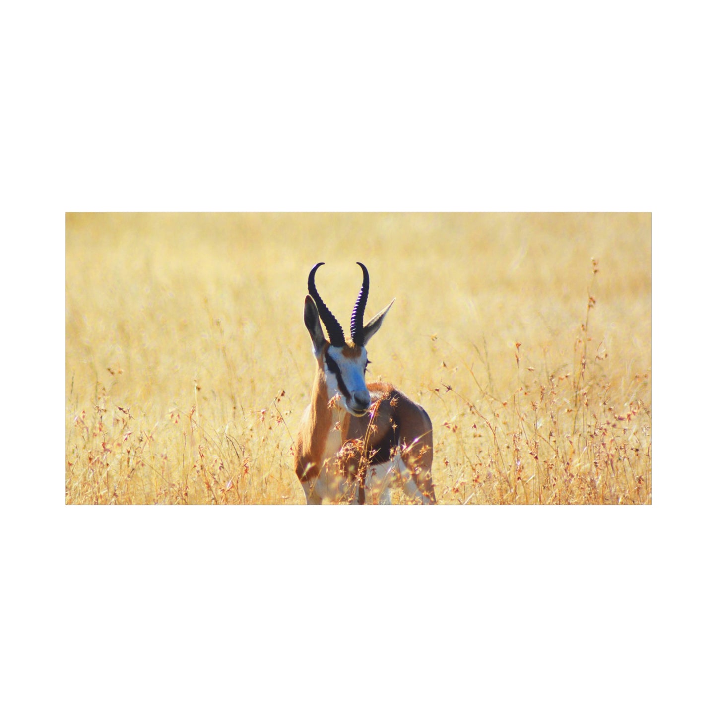 Africa Springbok