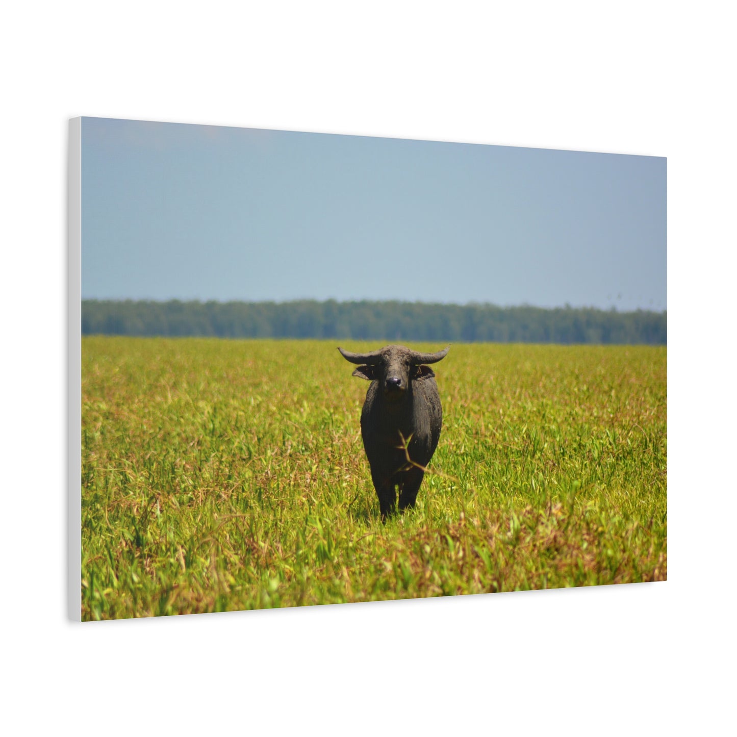 Asiatic Water Buffalo Australian Outback - Canvas Print