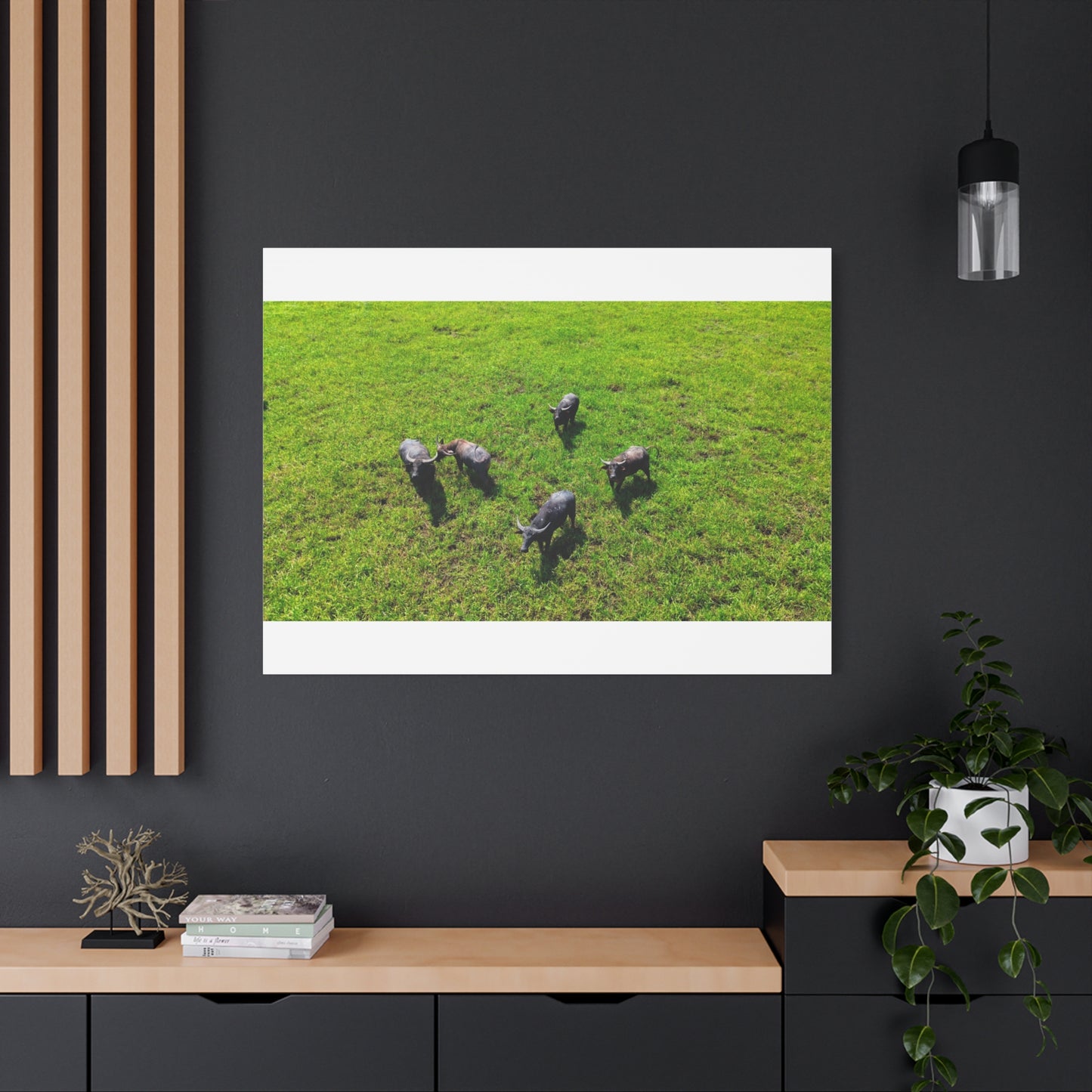 Australia Water Buffalo - Canvas Print