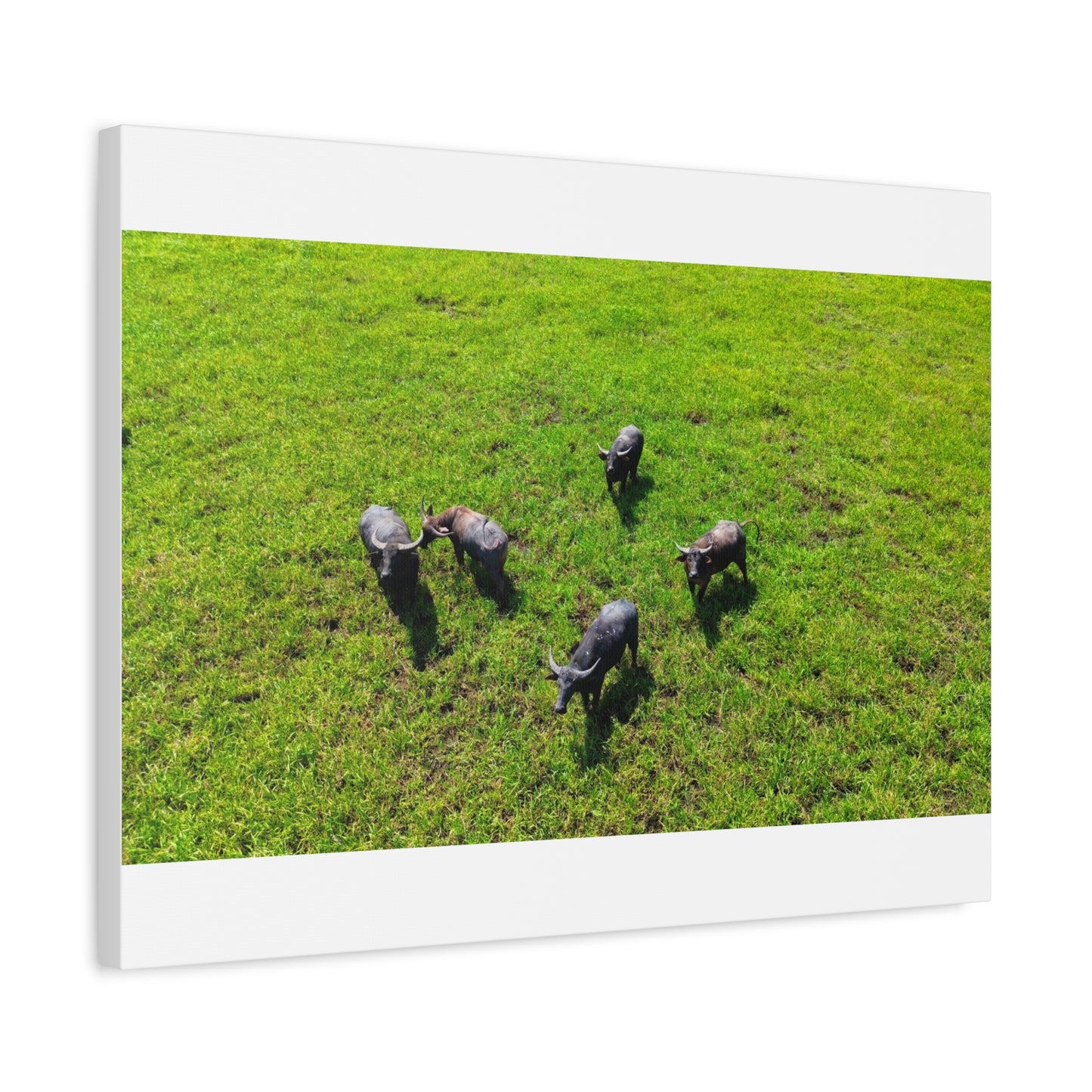 Australia Water Buffalo - Canvas Print