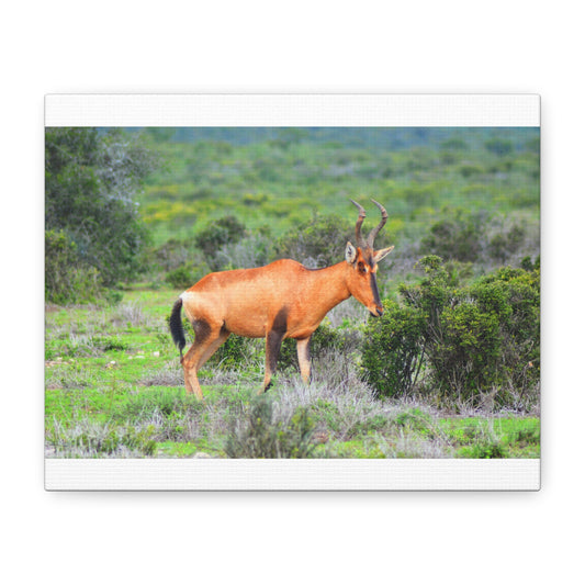 Africa Red Hartebeest - Canvas Print