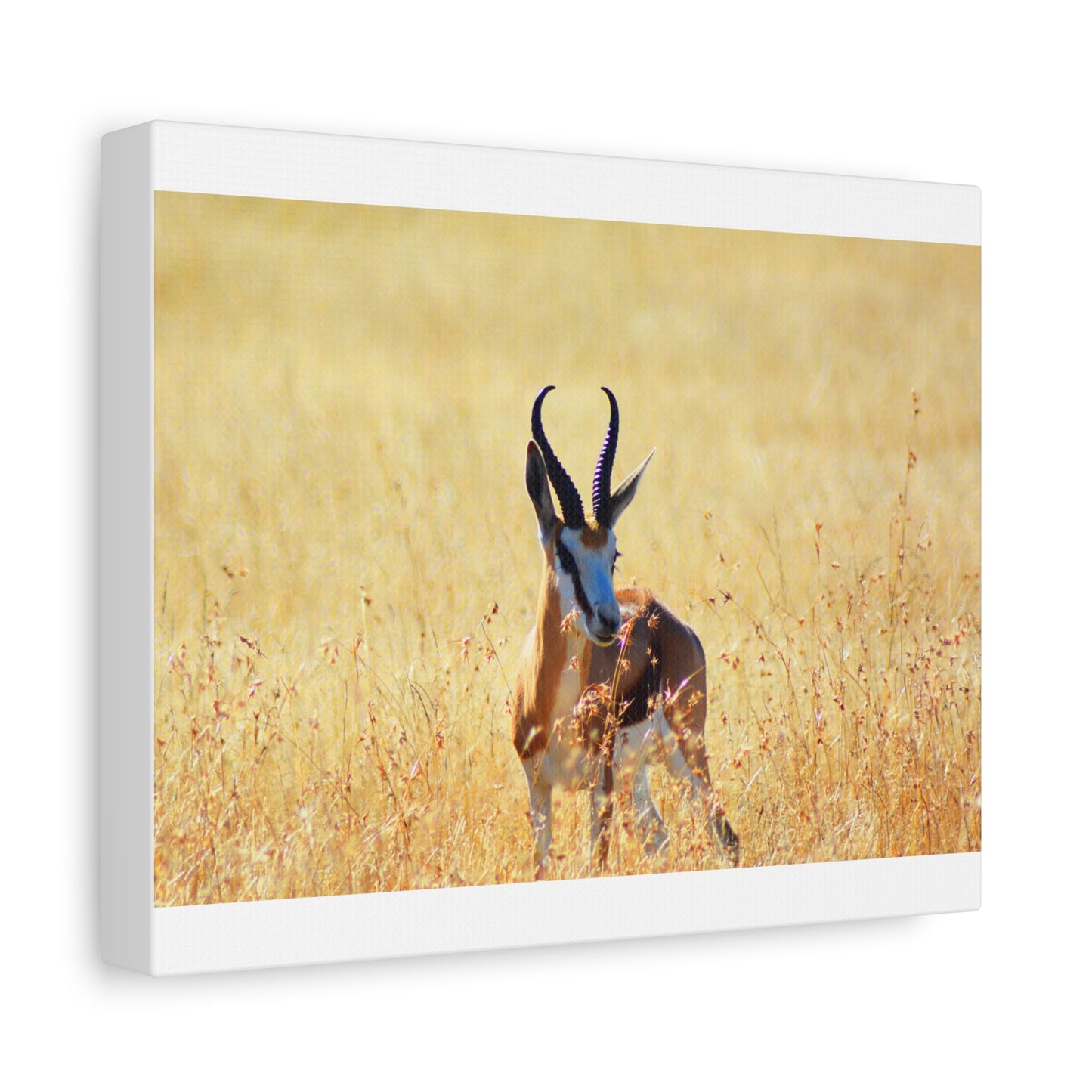 Africa Springbok