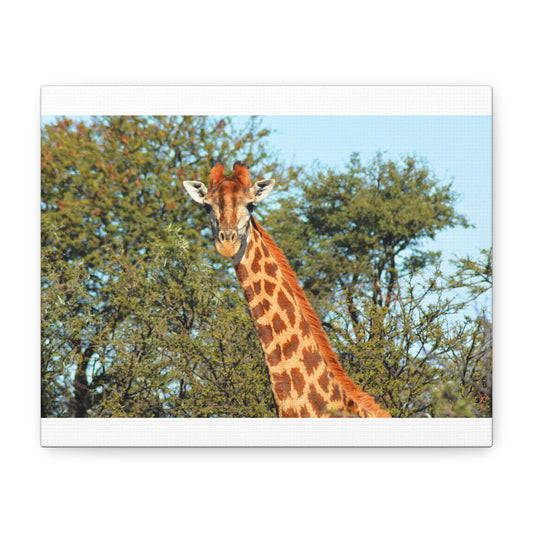 Elegant Giraffe Canvas