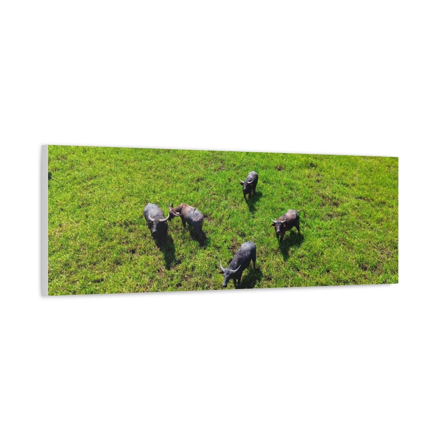 Australia Water Buffalo - Canvas Print