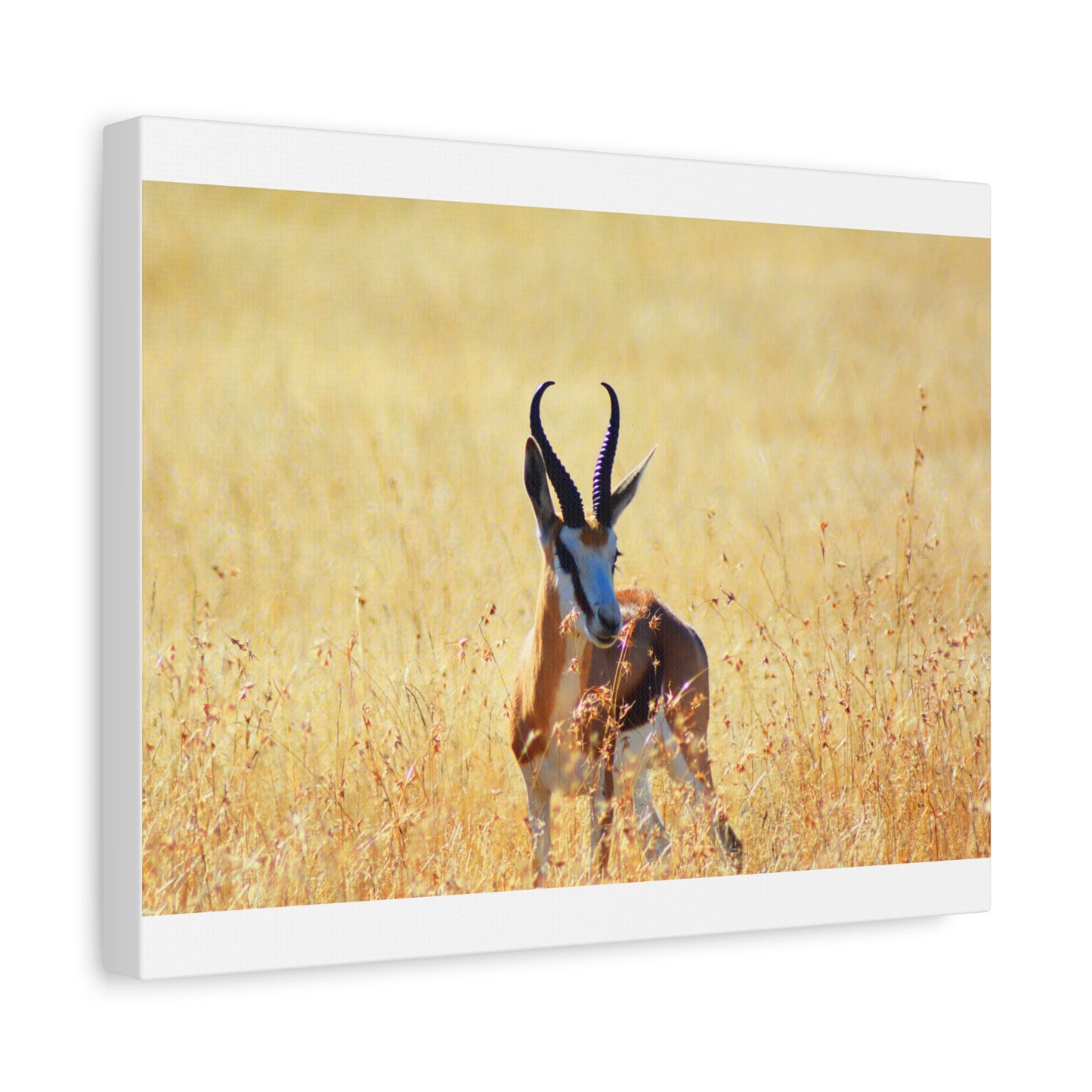 Africa Springbok