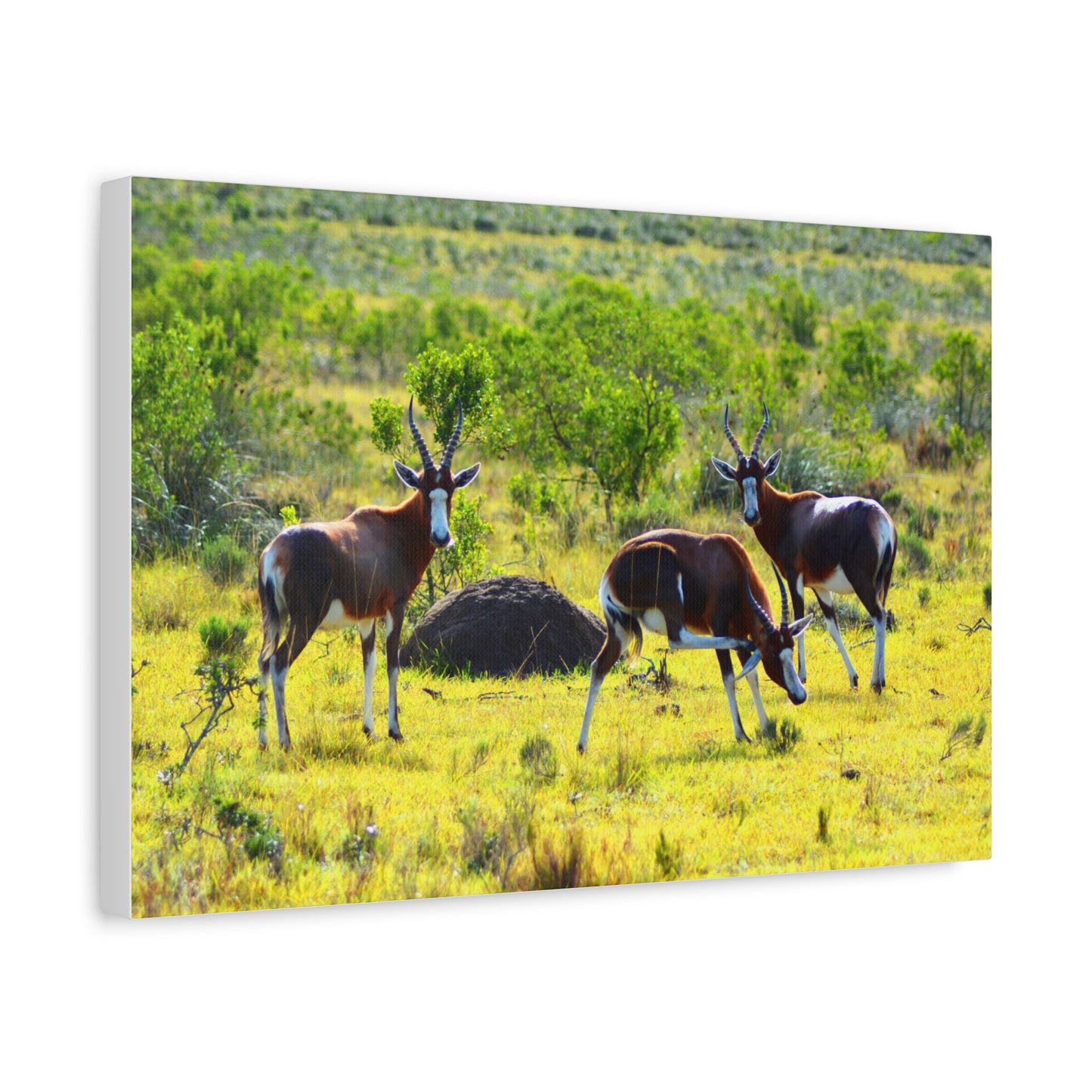Blesbok in Africa - Canvas Print
