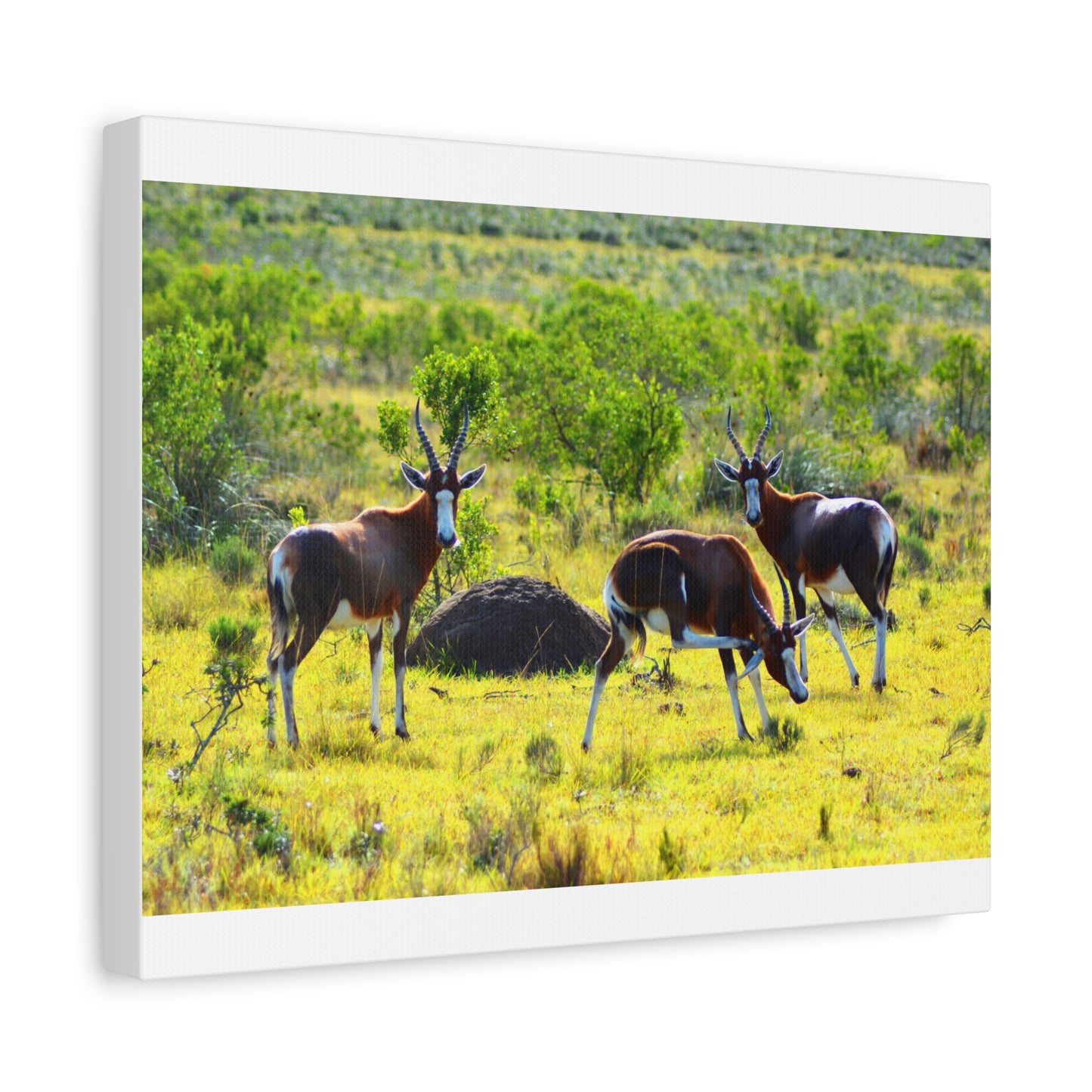 Blesbok in Africa - Canvas Print