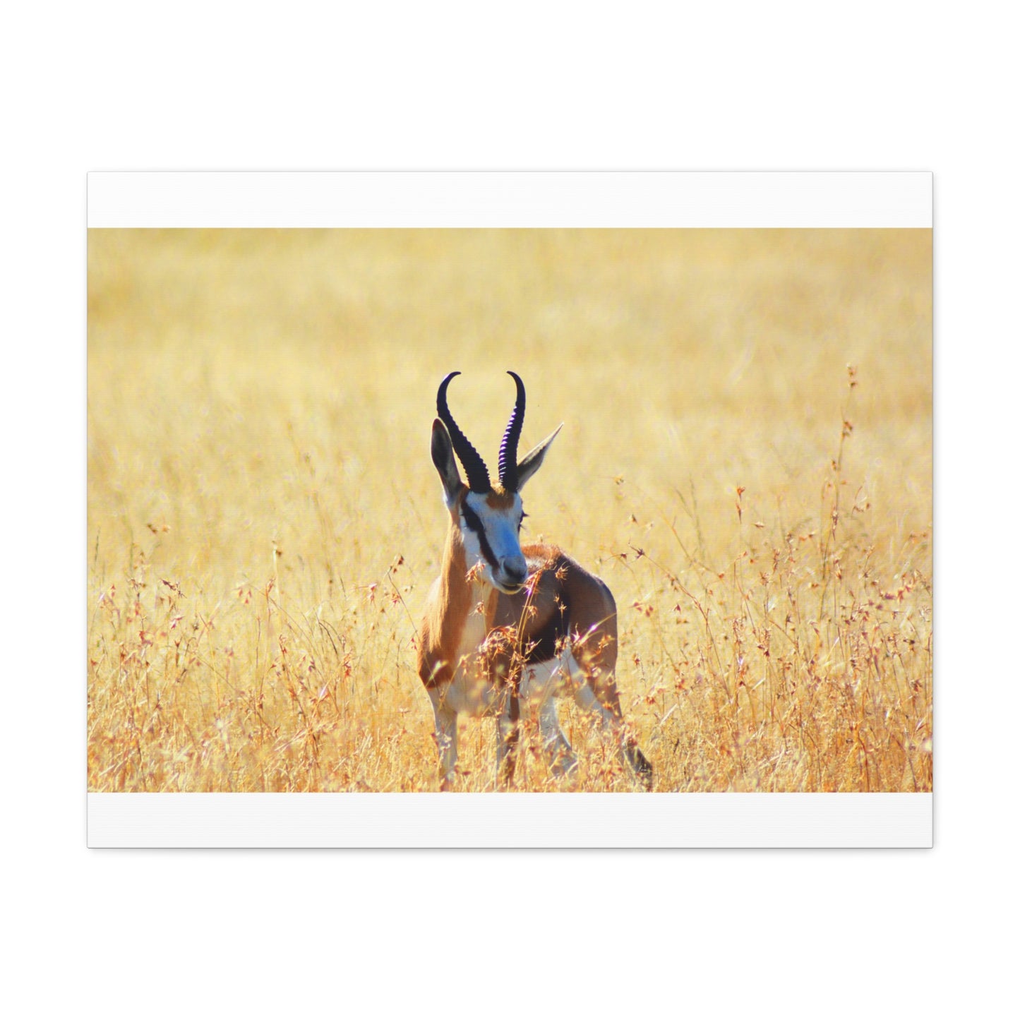 Africa Springbok