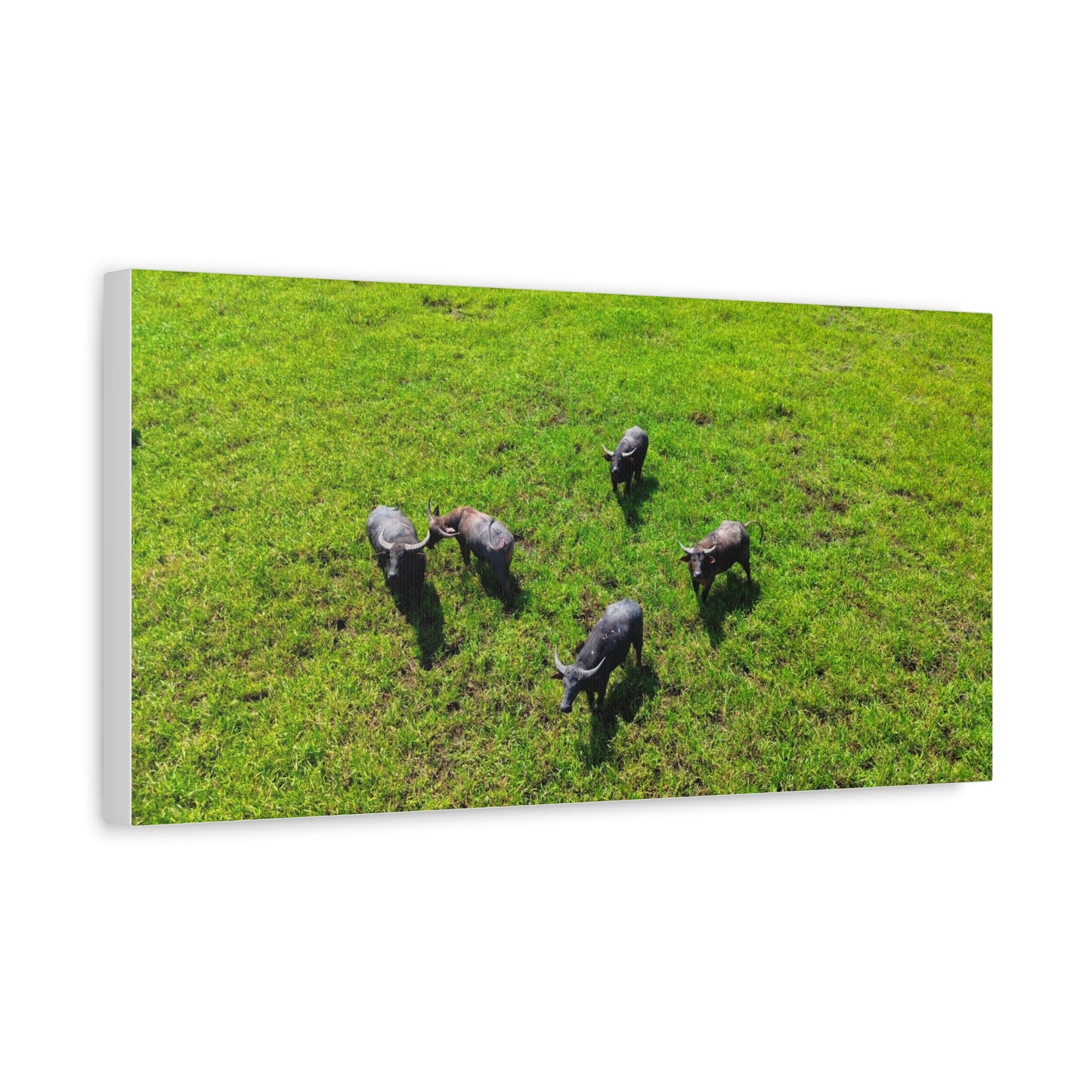 Australia Water Buffalo - Canvas Print