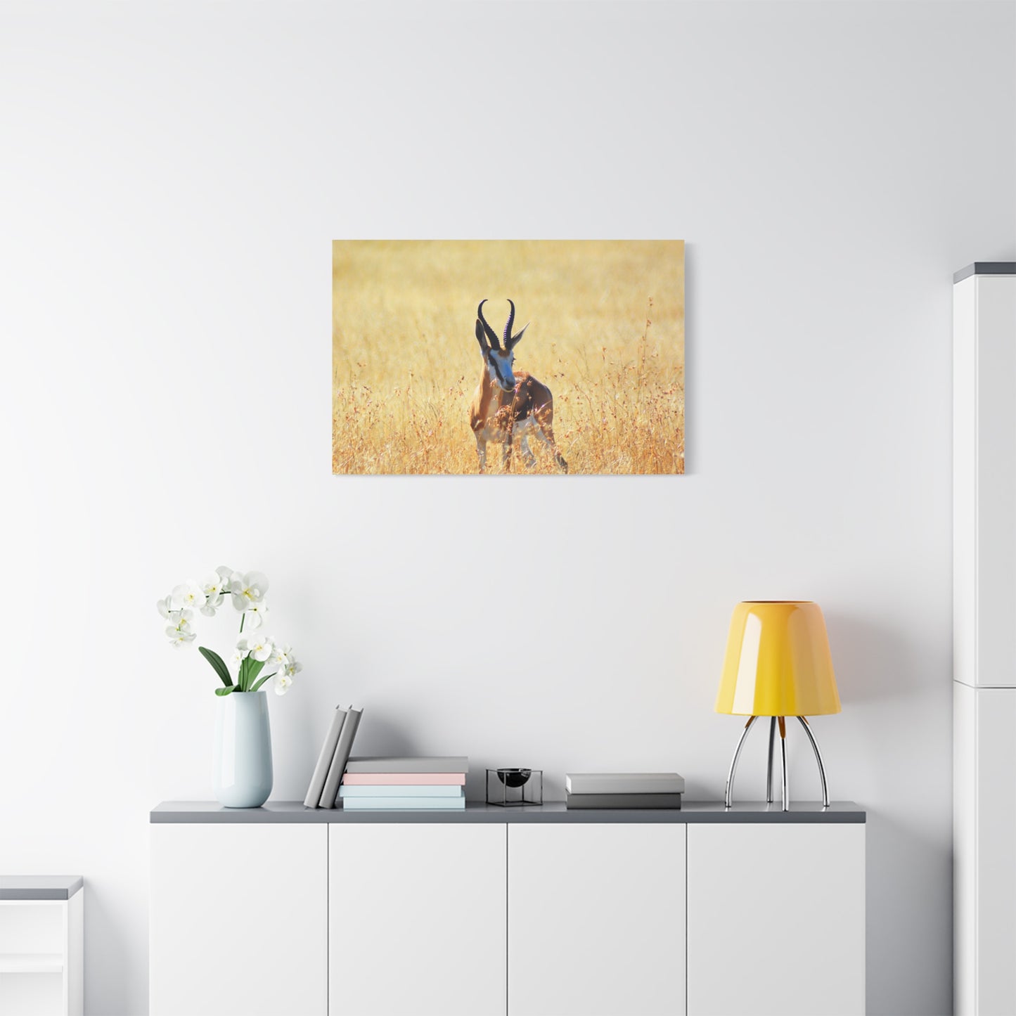 Africa Springbok