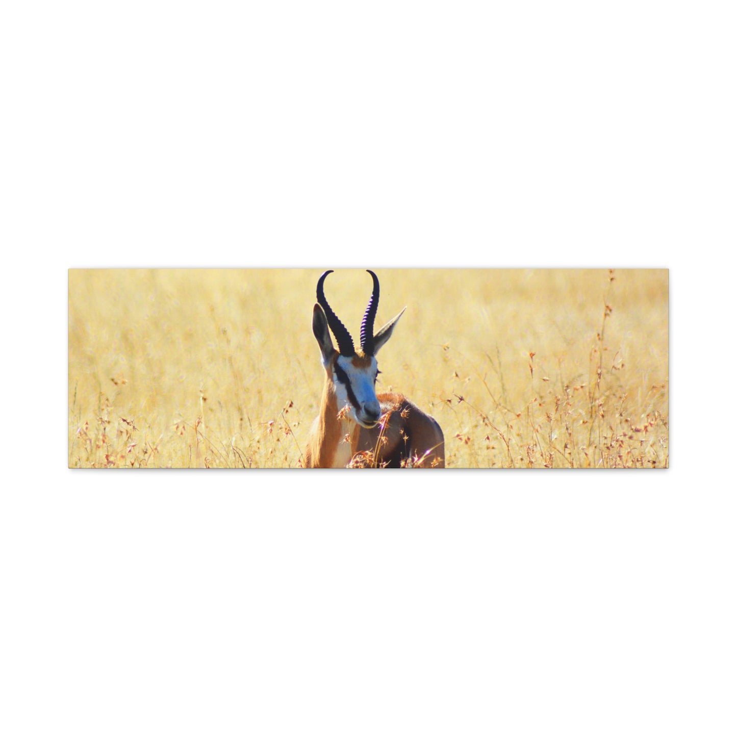 Africa Springbok