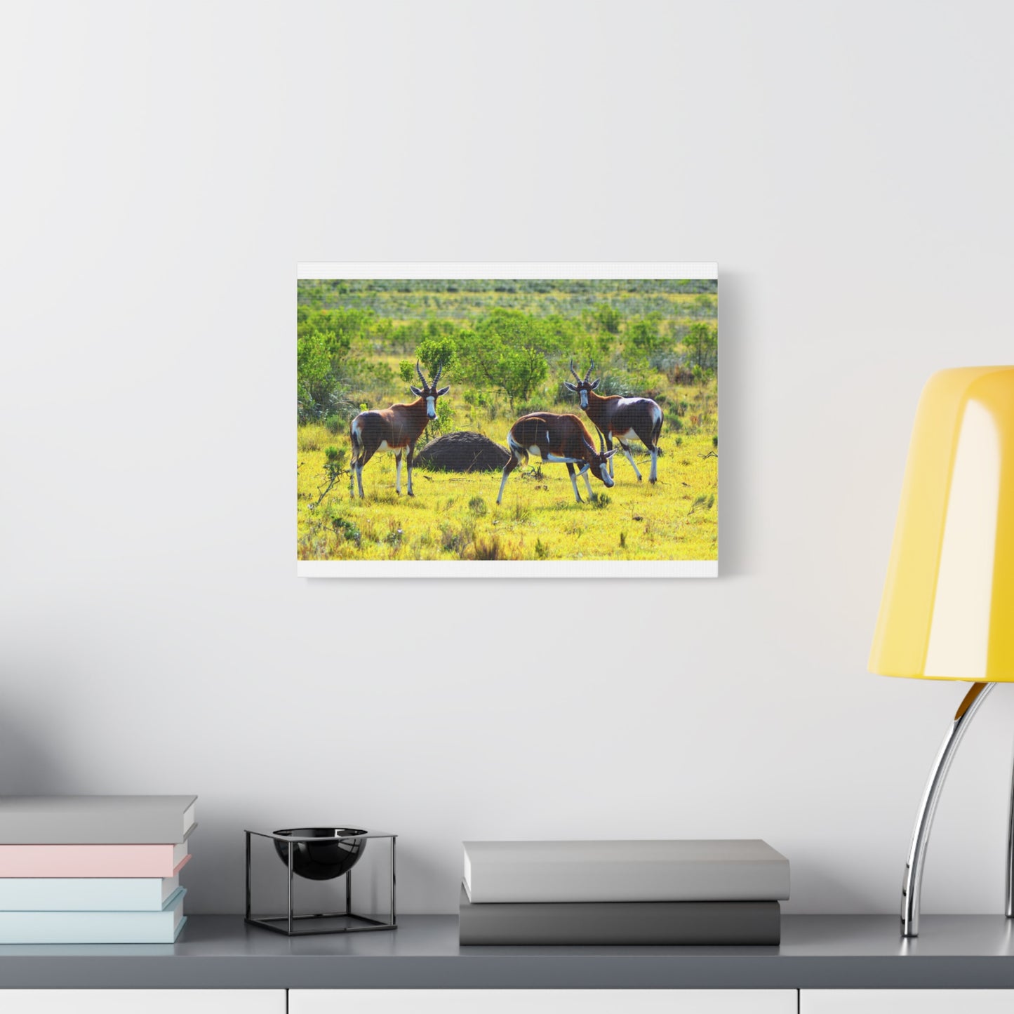 Blesbok in Africa - Canvas Print
